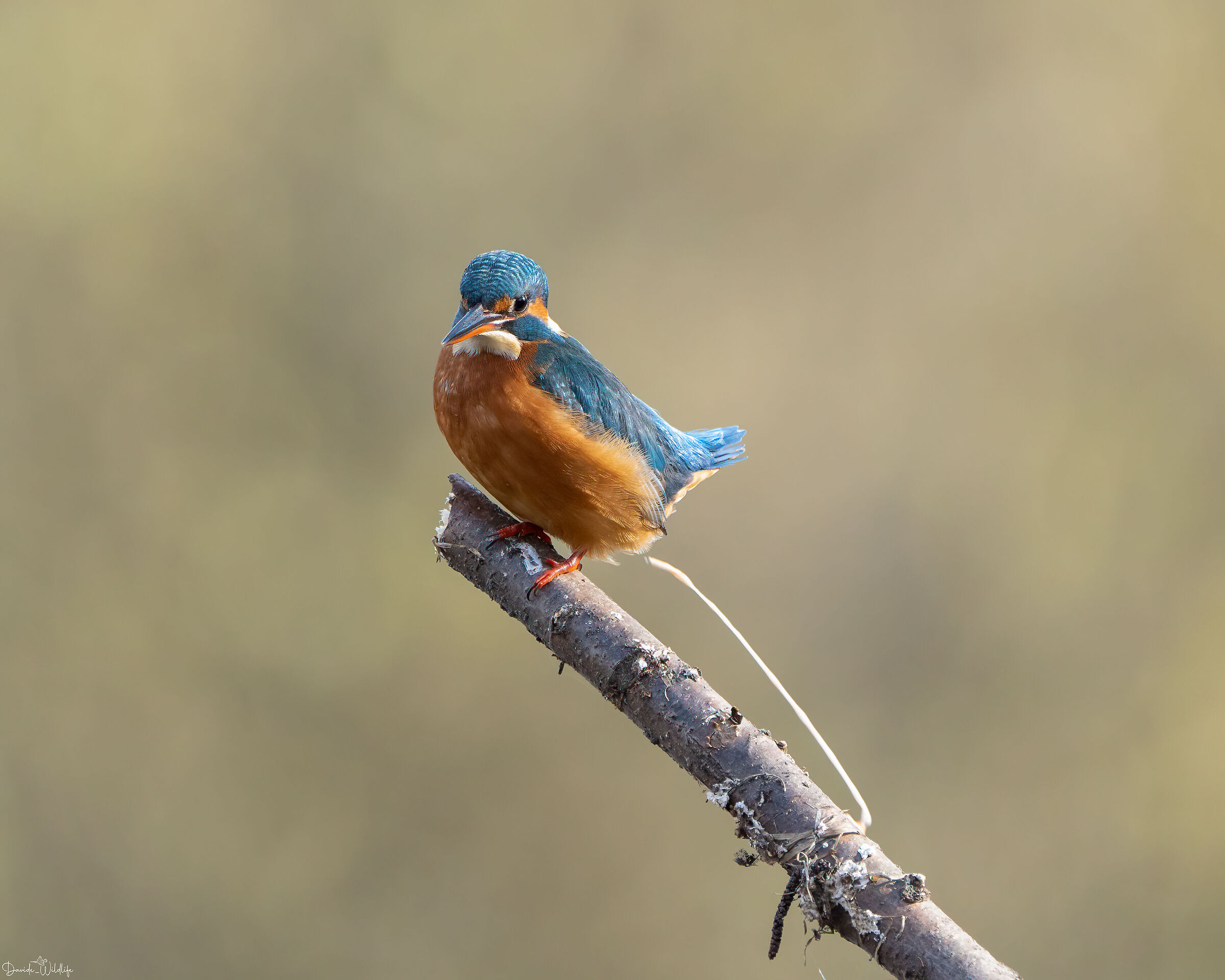 oopssss when he runs away he runs away