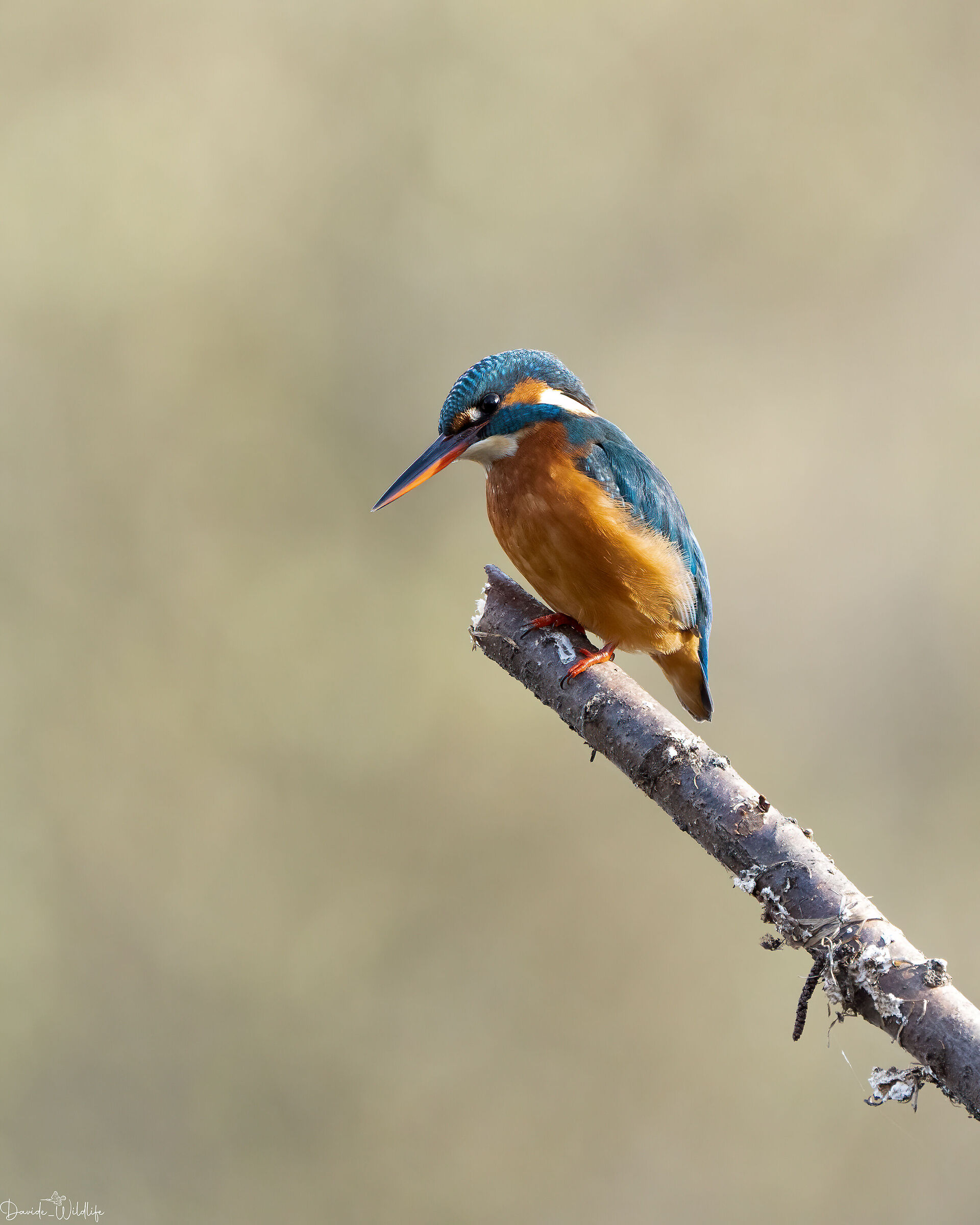 kingfisher