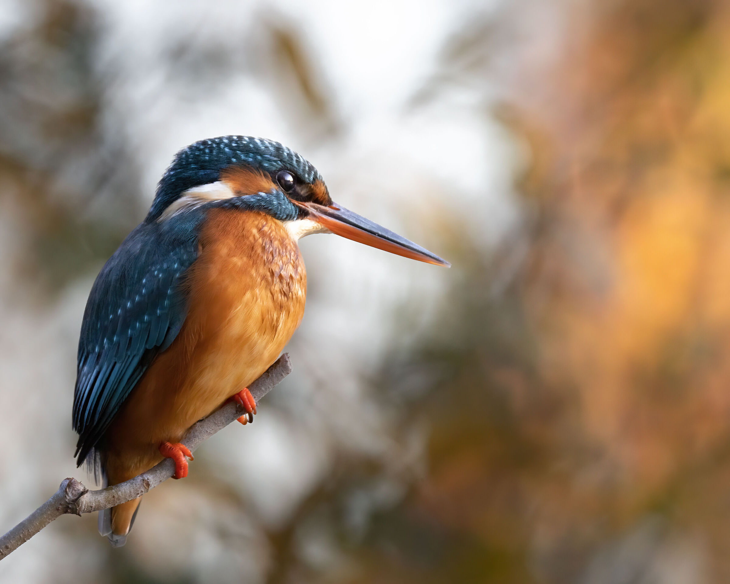 martin pescatore al tramonto