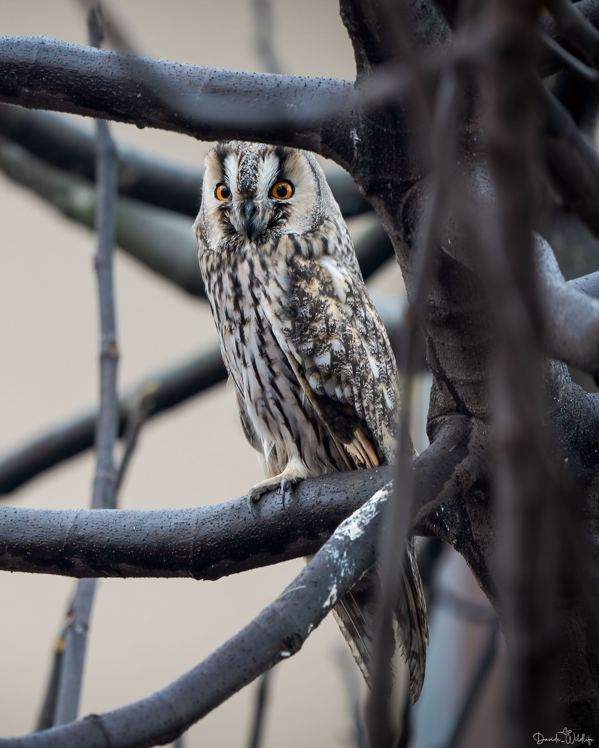 long-eared owl