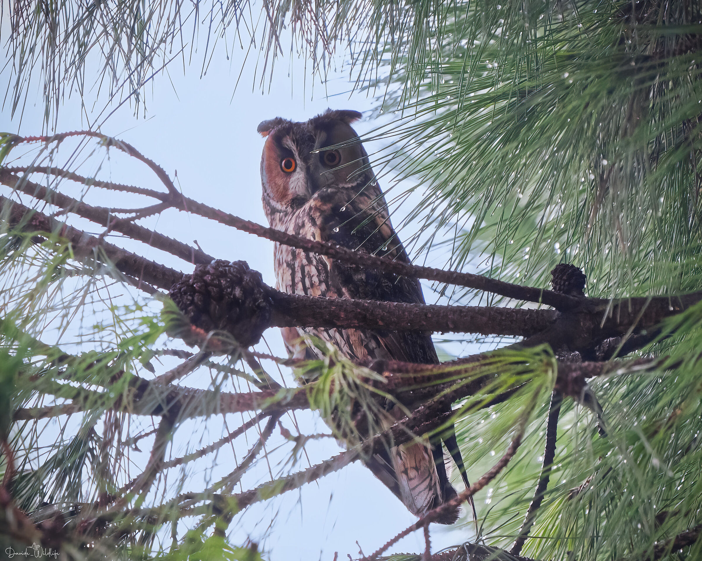 long-eared owl