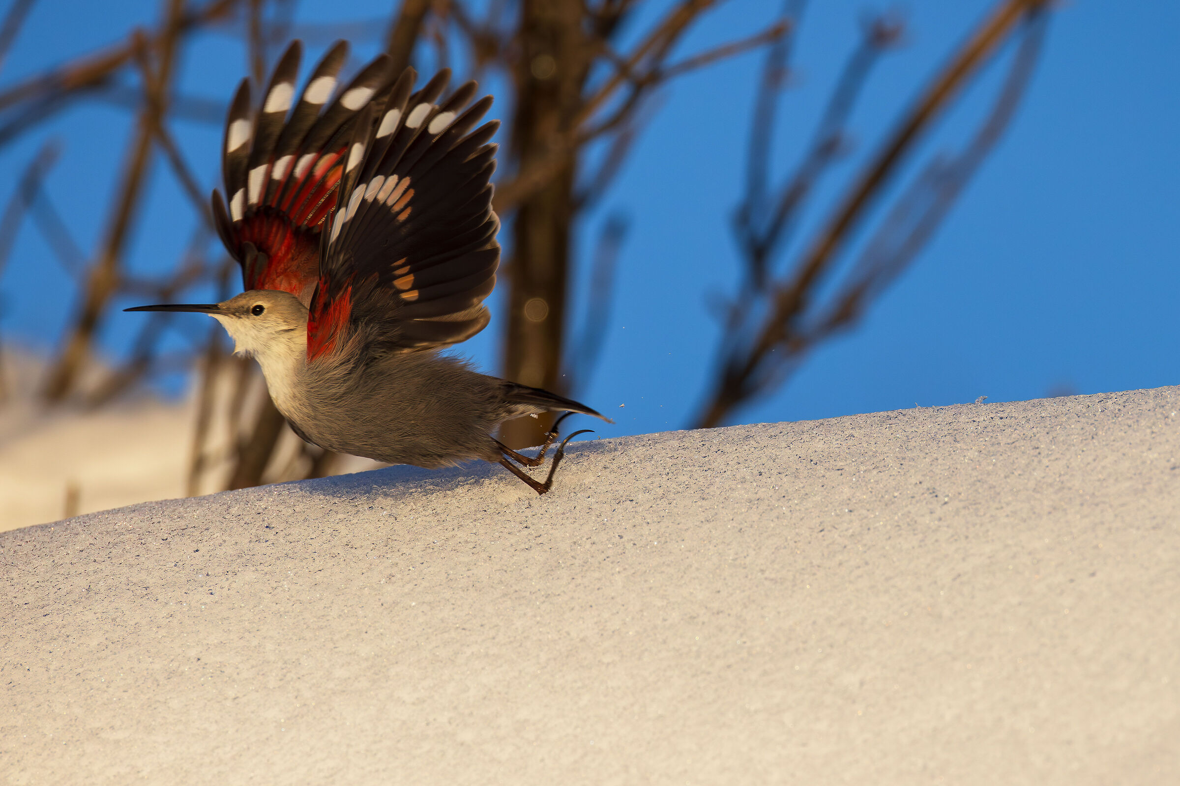 Wallcreeper