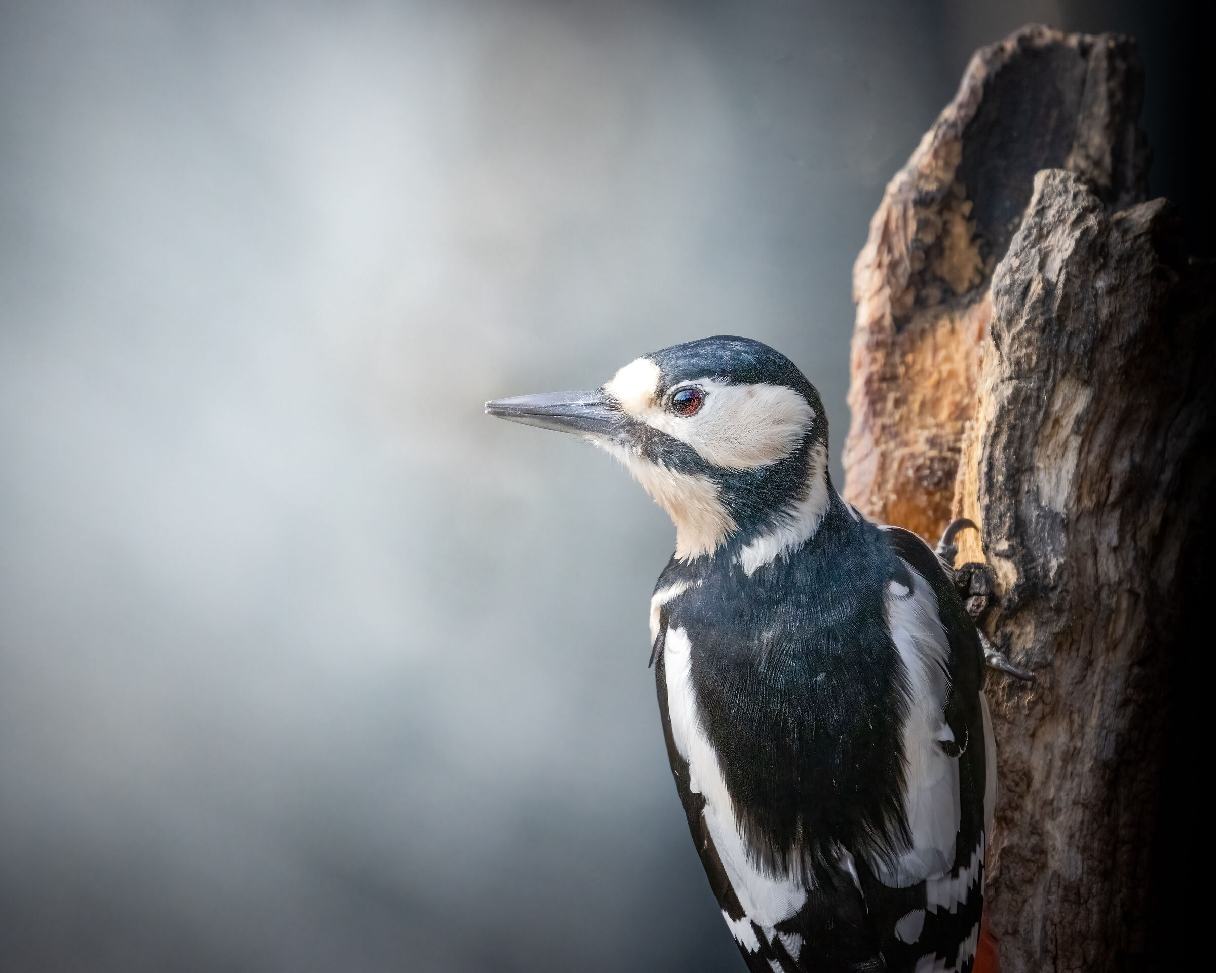 picchio rosso maggiore in posa