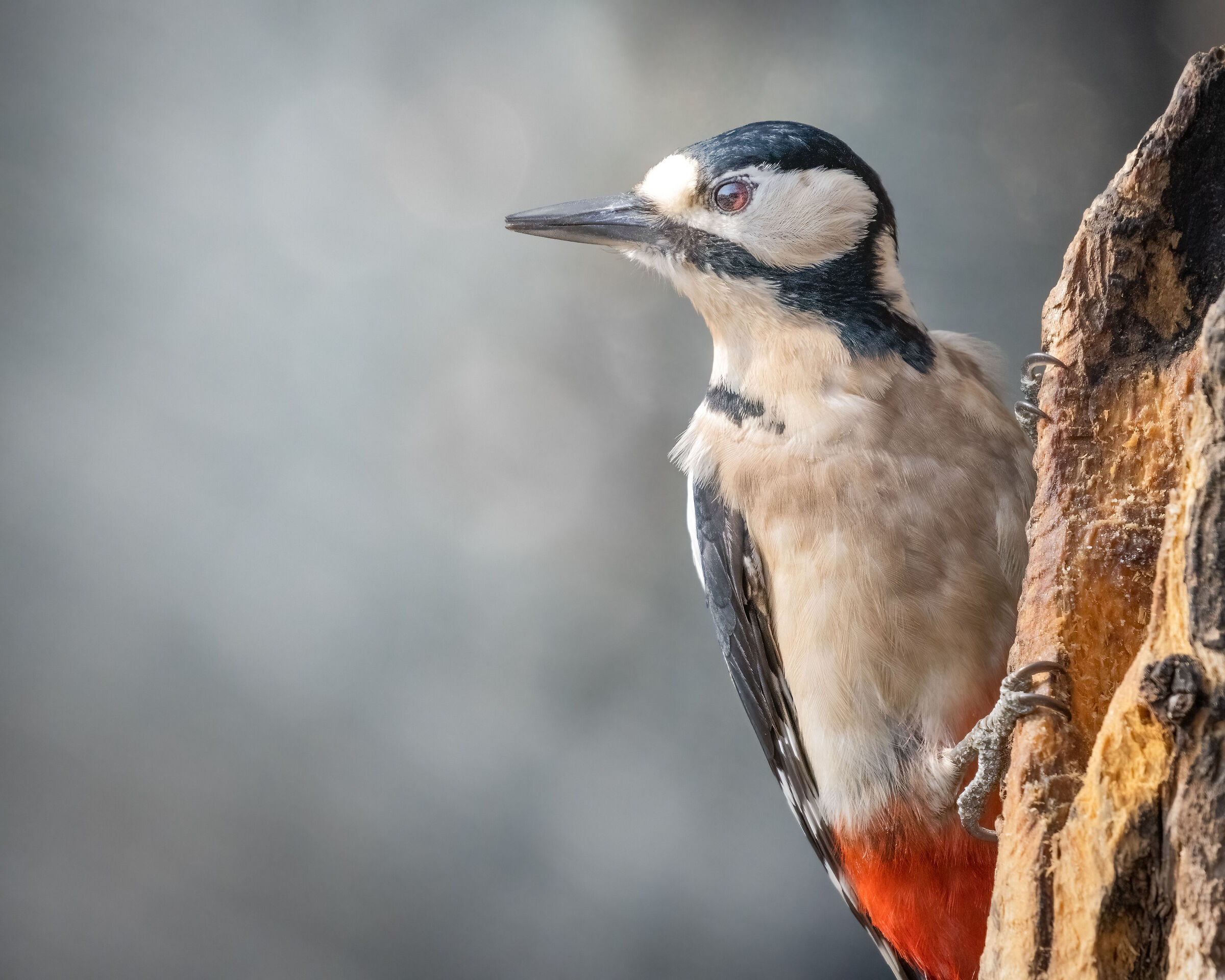 picchio rosso maggiore