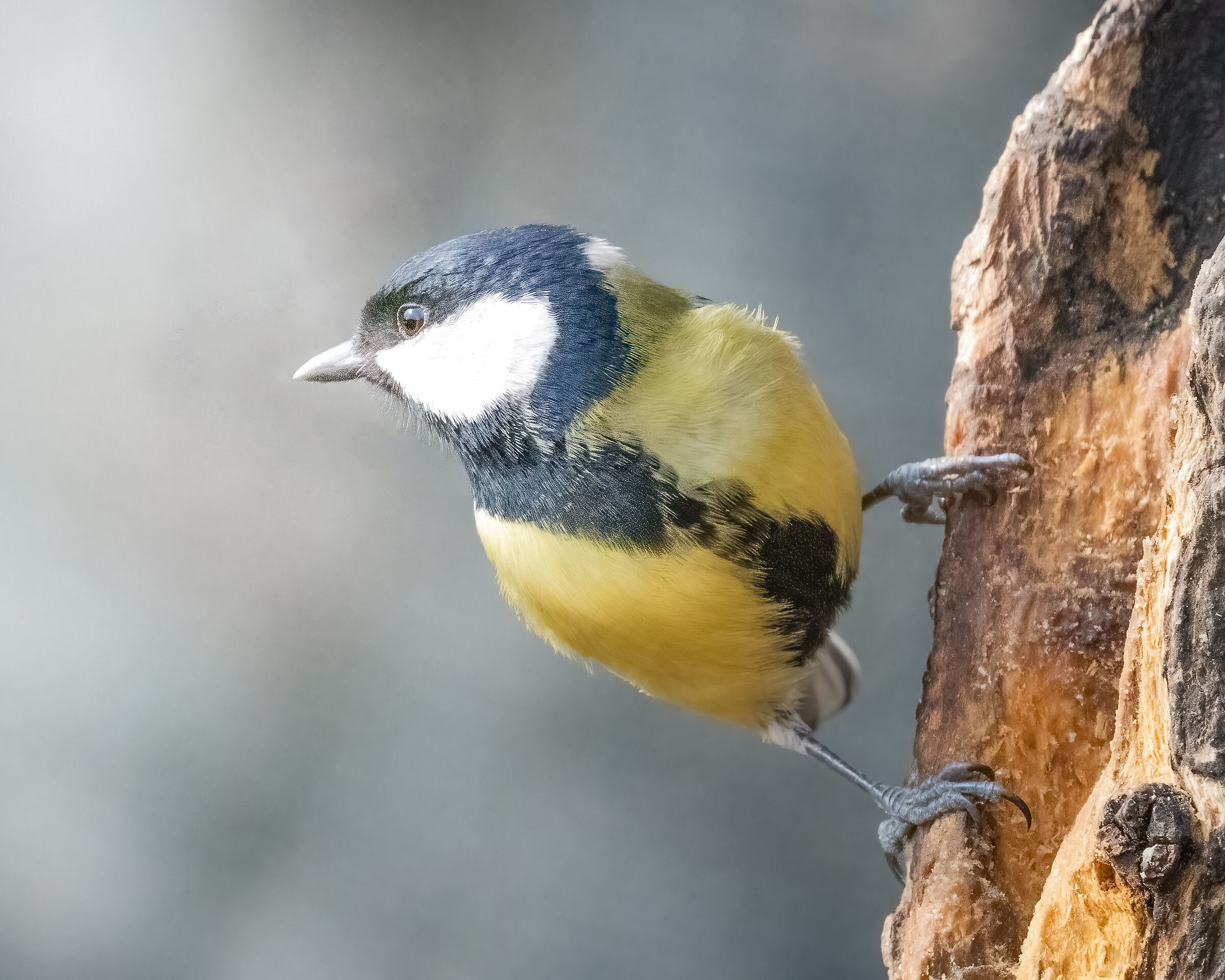 cinciallegra pronta a spiccare il volo