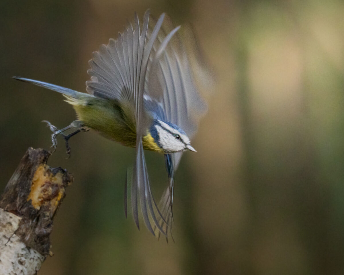 cincia spicca il volo