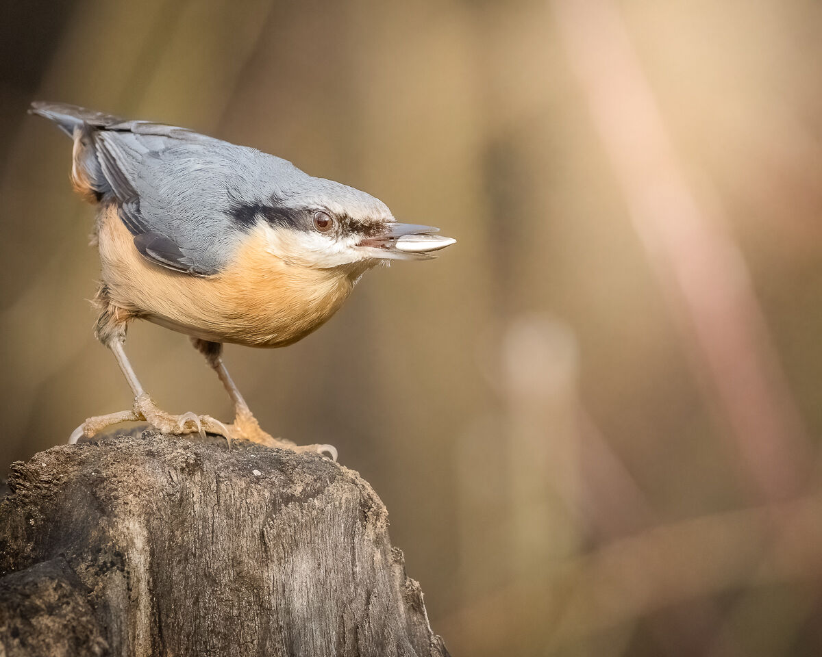 picchio muratore che mangia