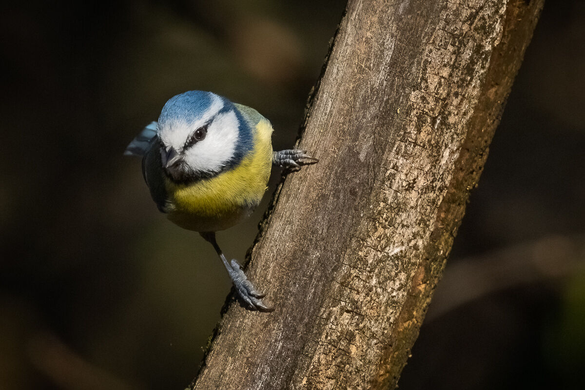 cinciarella in allerta