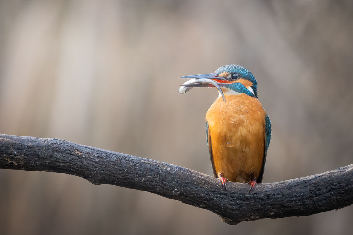 buon appettito martin pescatore