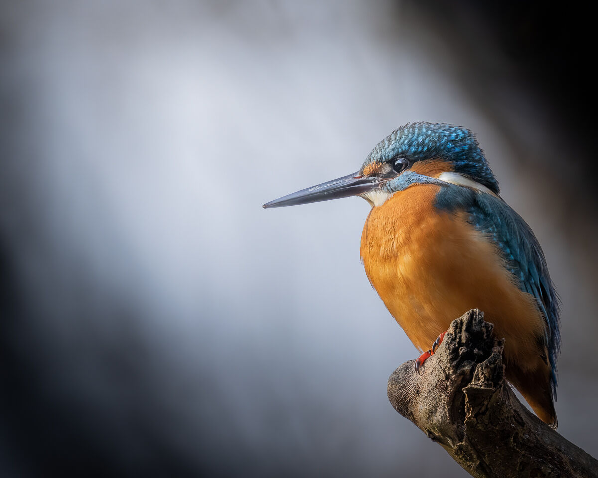 martin pescatore illuminato a caccia