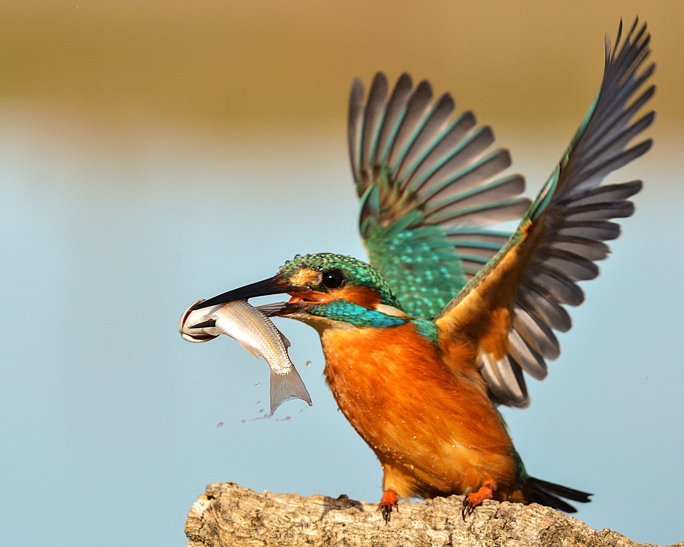 Martina with prey