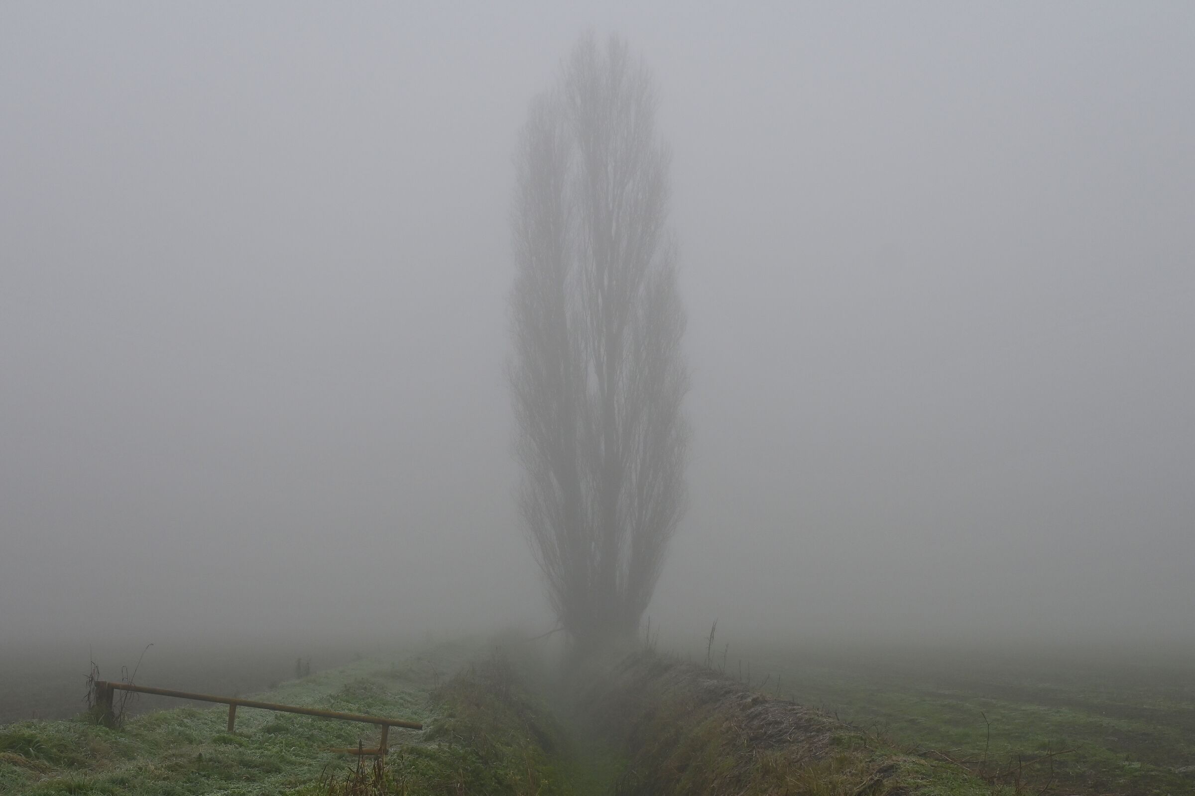 Solitario nella nebbia