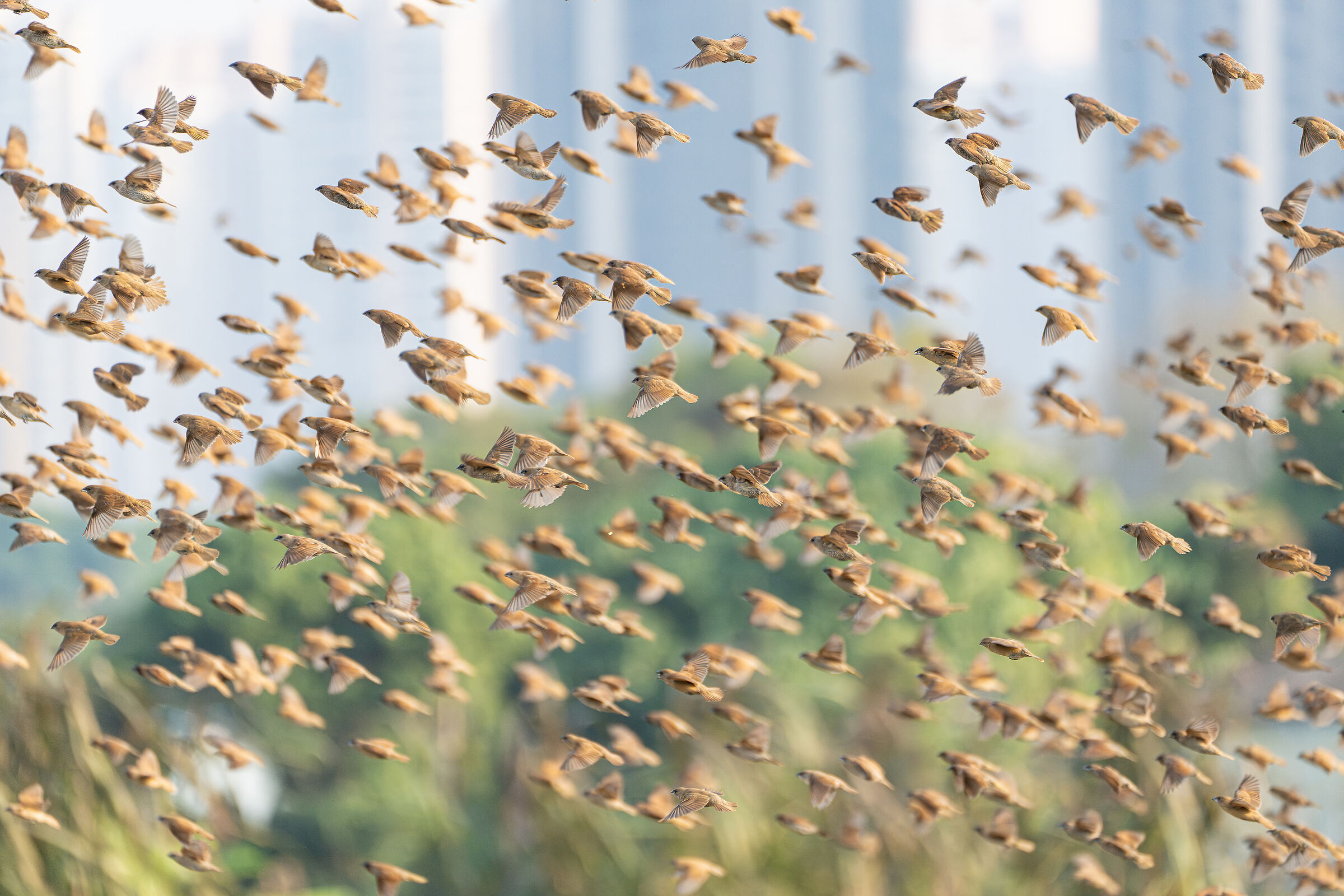 Bird storm
