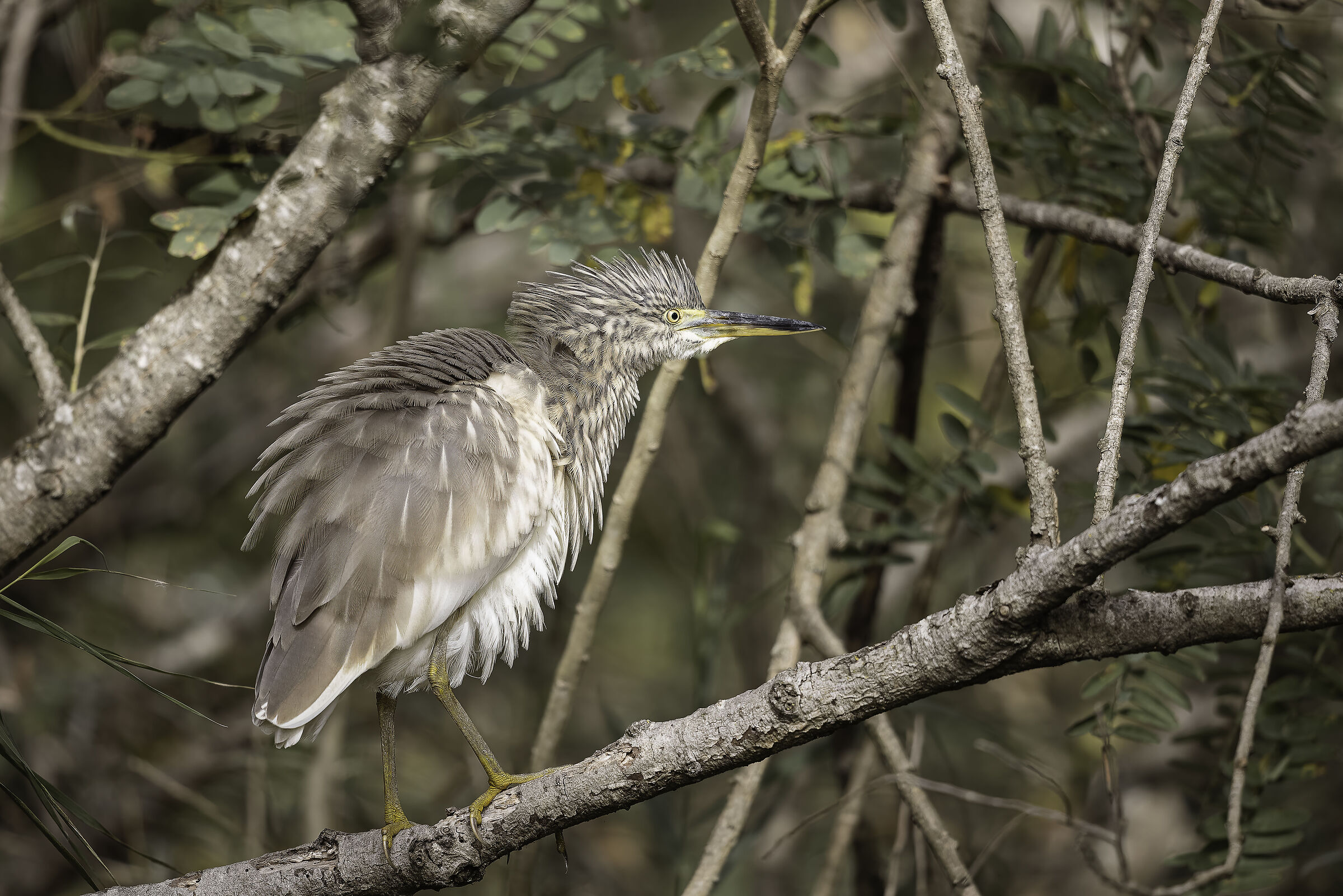 Young tuft heron