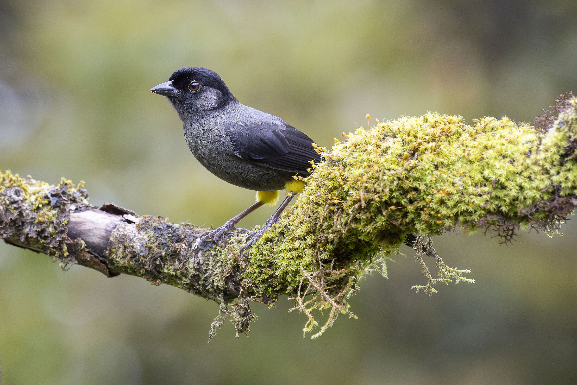 Cardellino dalla coscia gialla