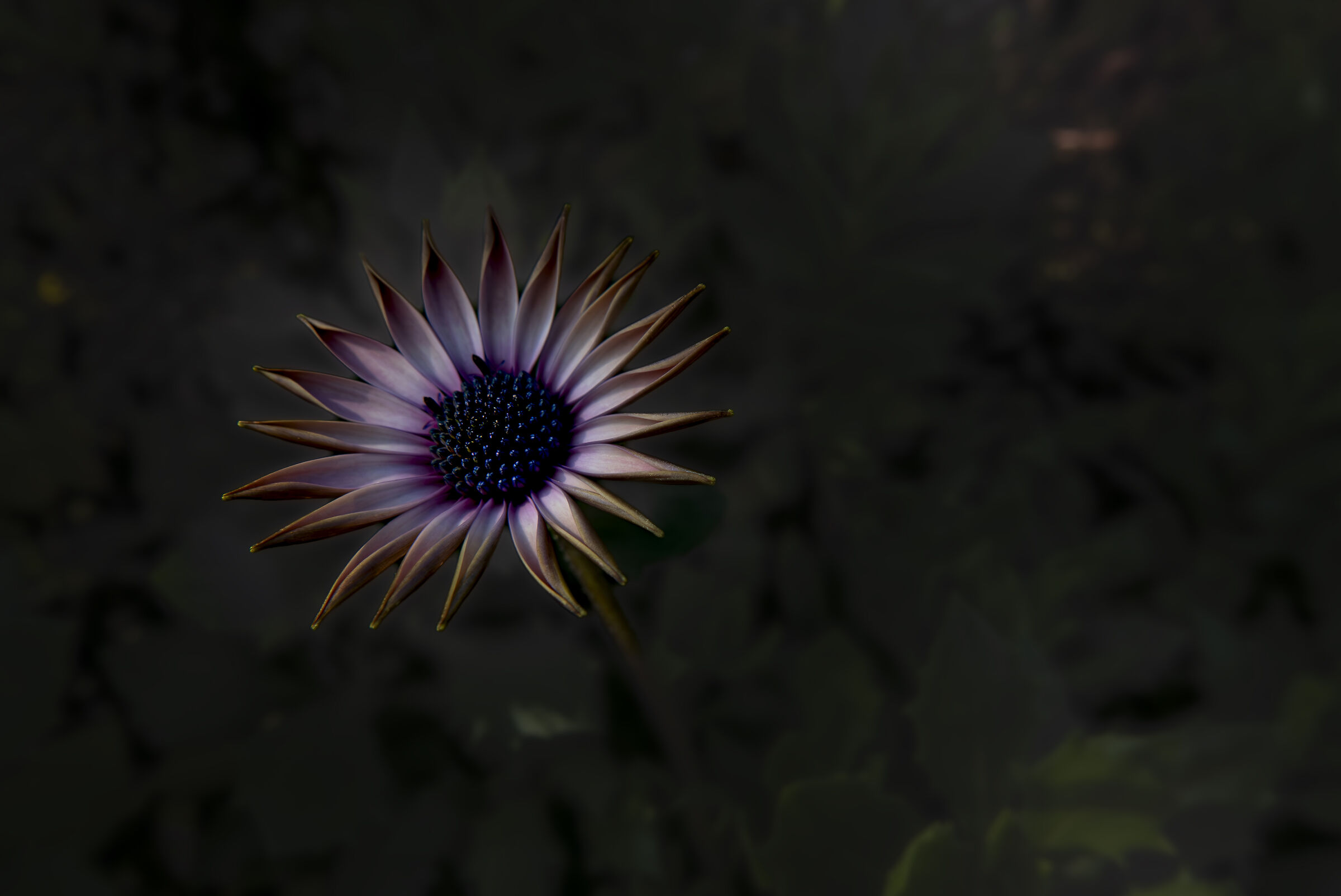 Dimorphotheca