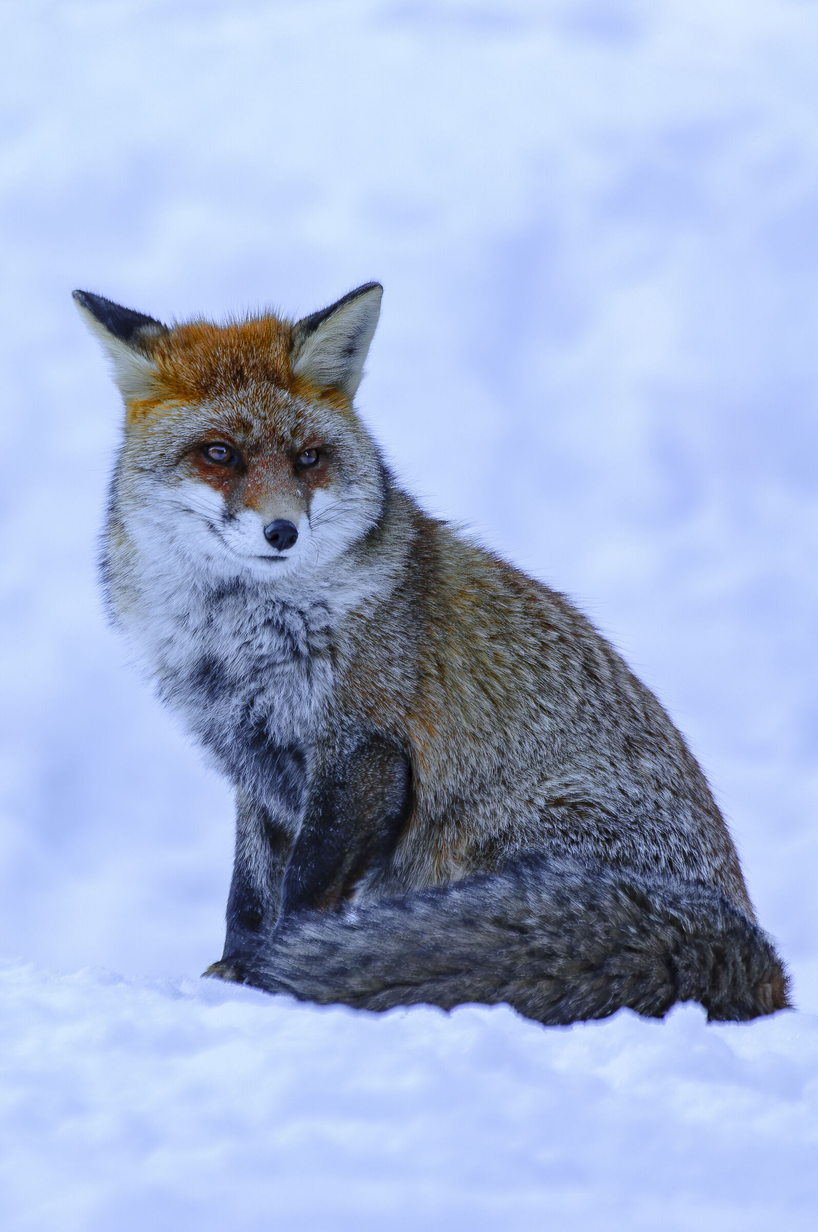Red fox