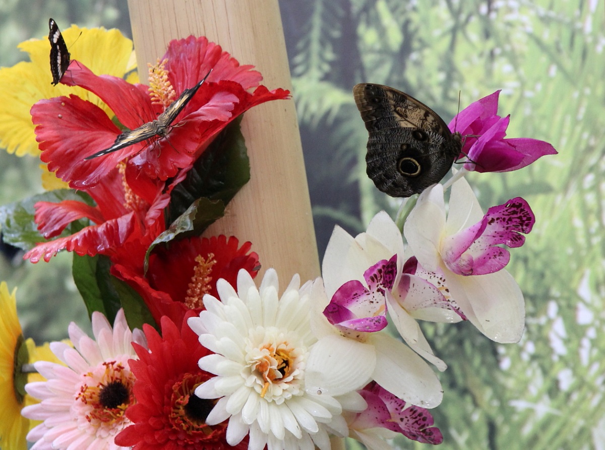 la flora e le sue farfalline