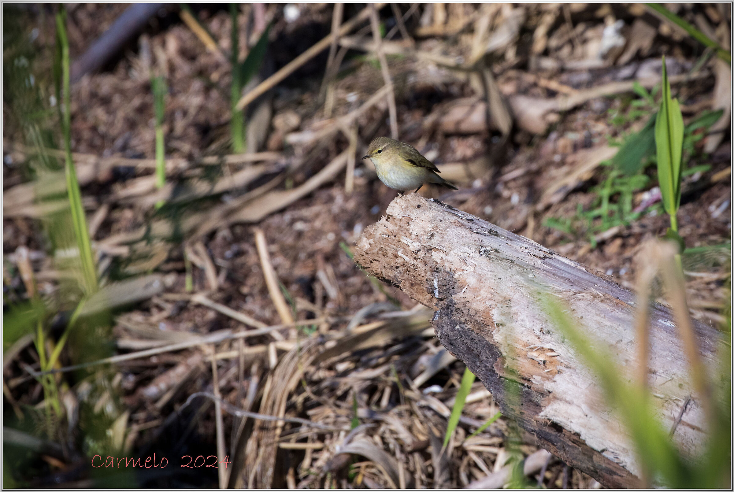 chiffchaff