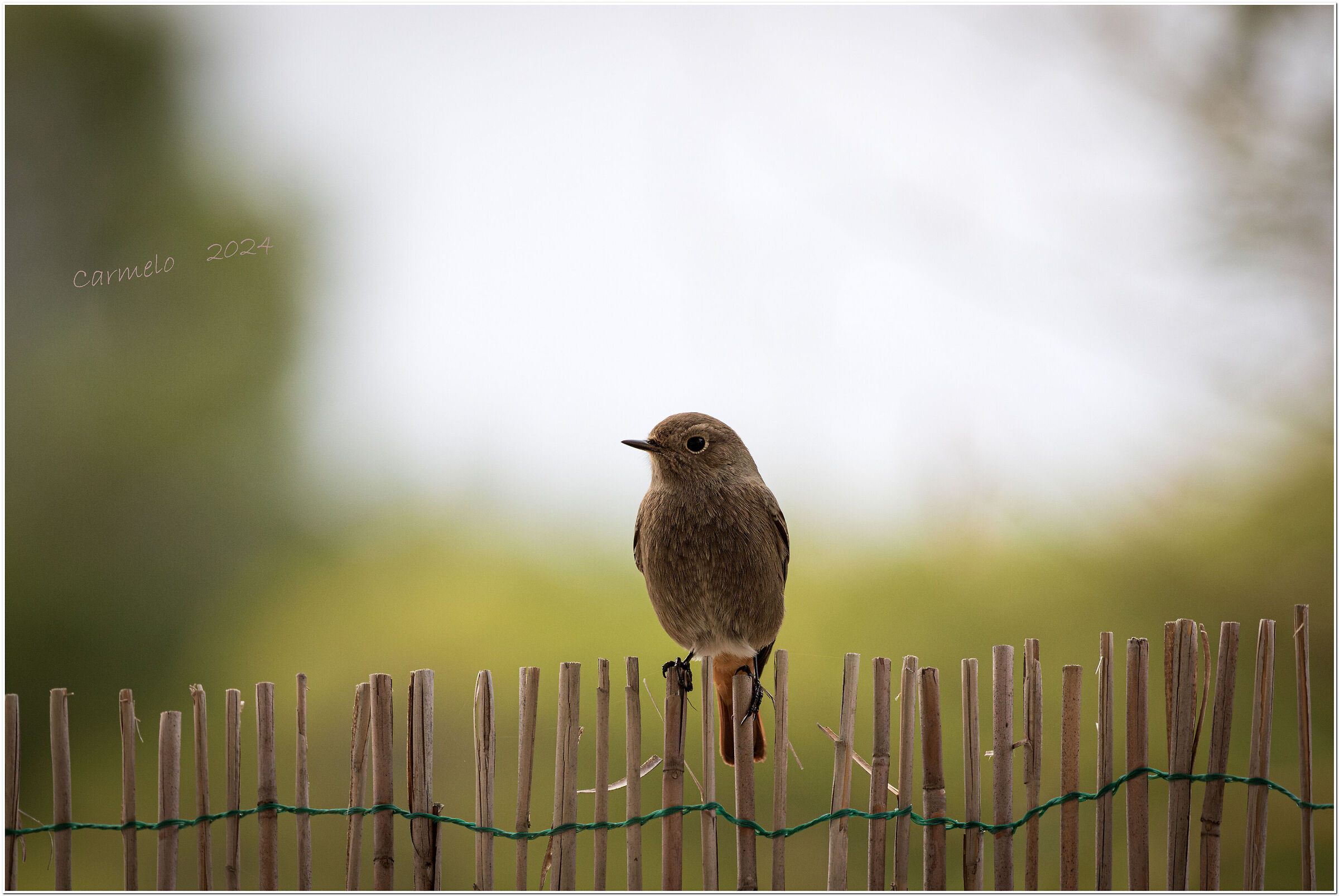 Female Redstart