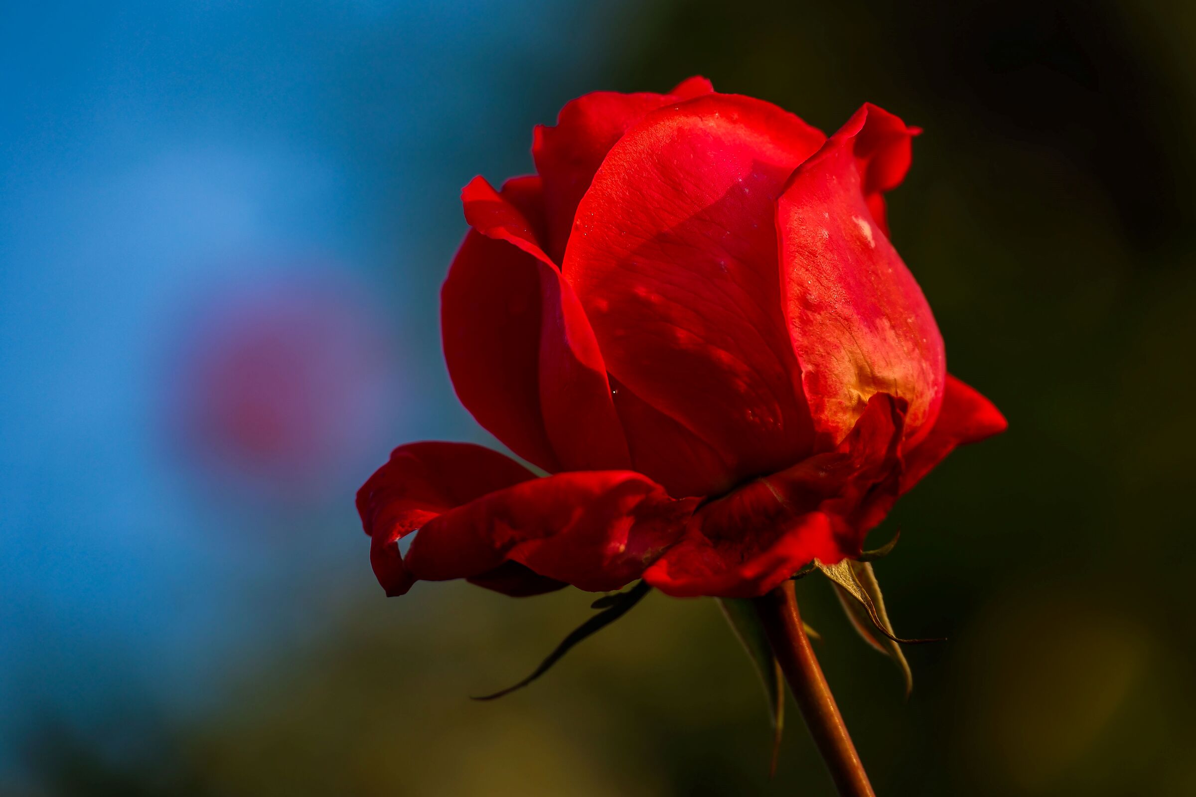 la rosa d' inverno
