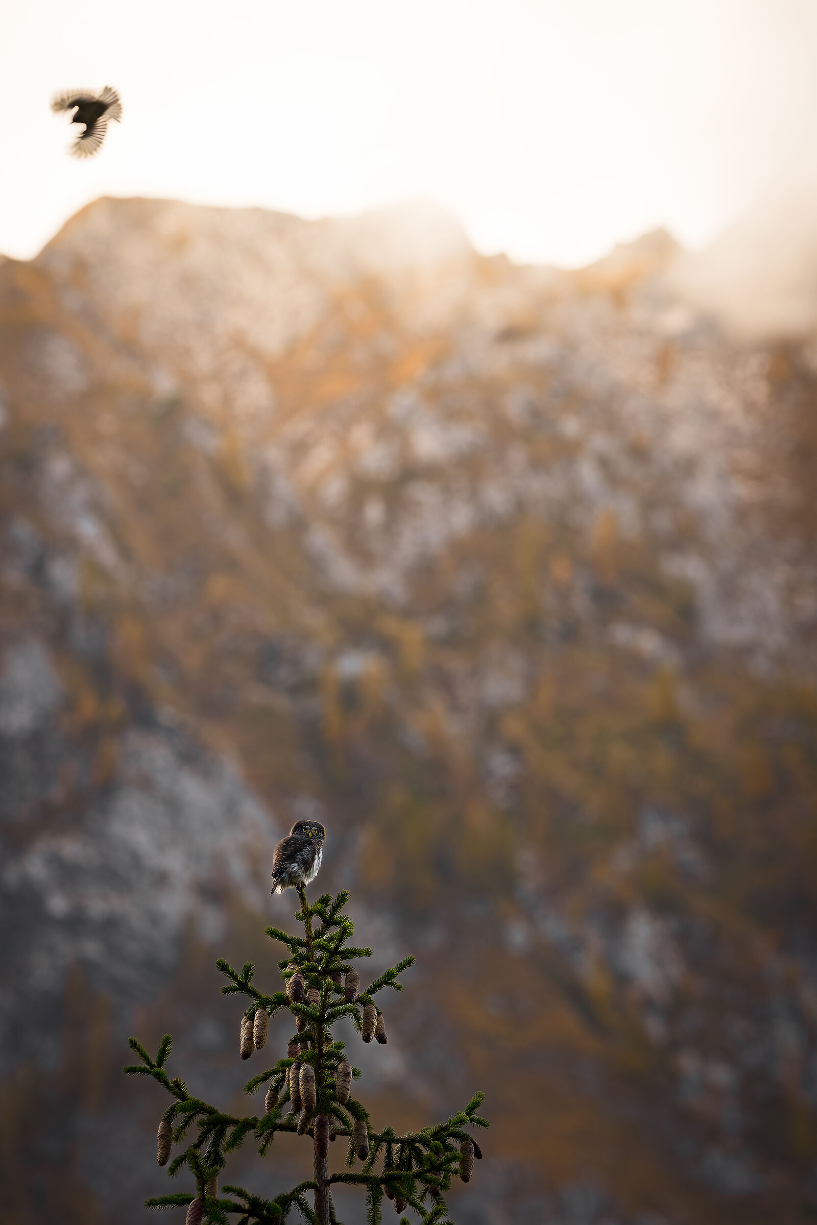 A flute singing at the crack of dawn