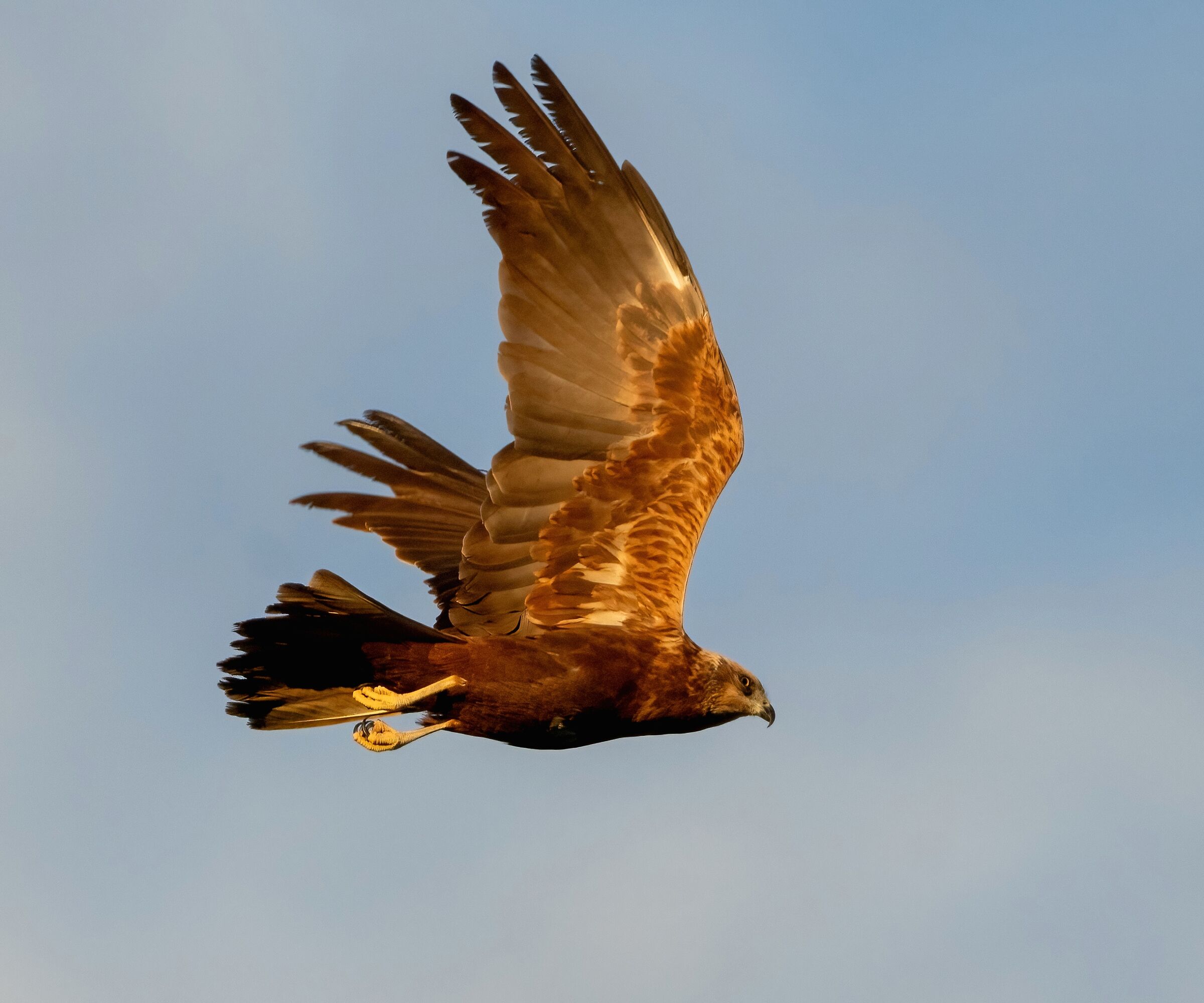 Marsh Harrier (Circus aeruginosus)