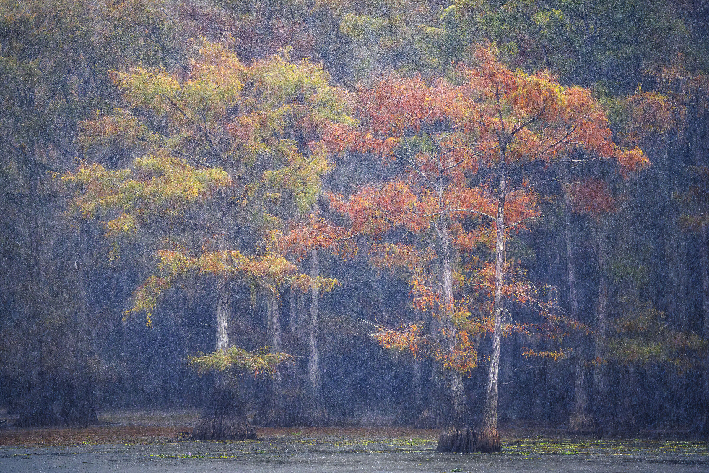 Downpour in Caddo Lake