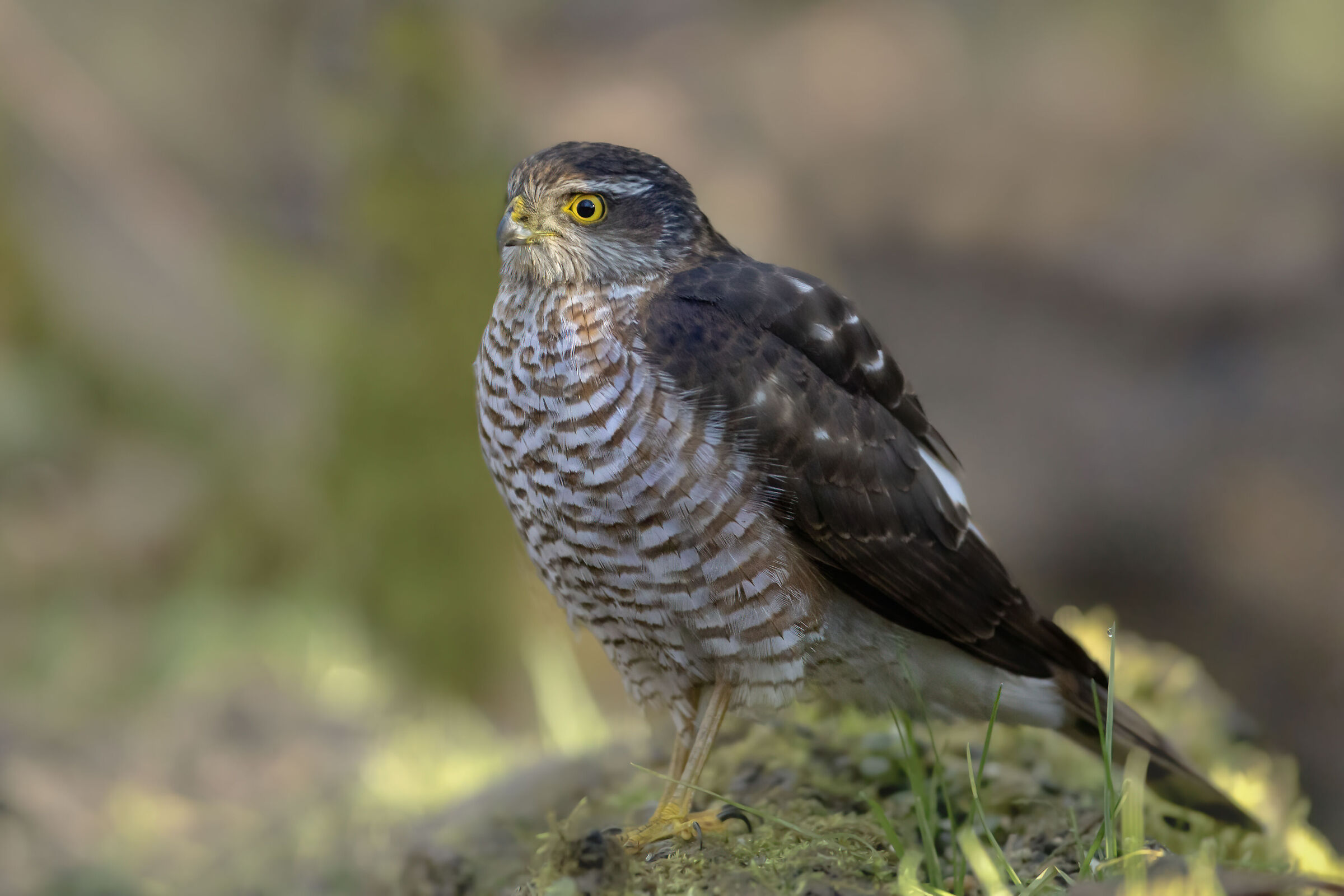 sparviere immaturo