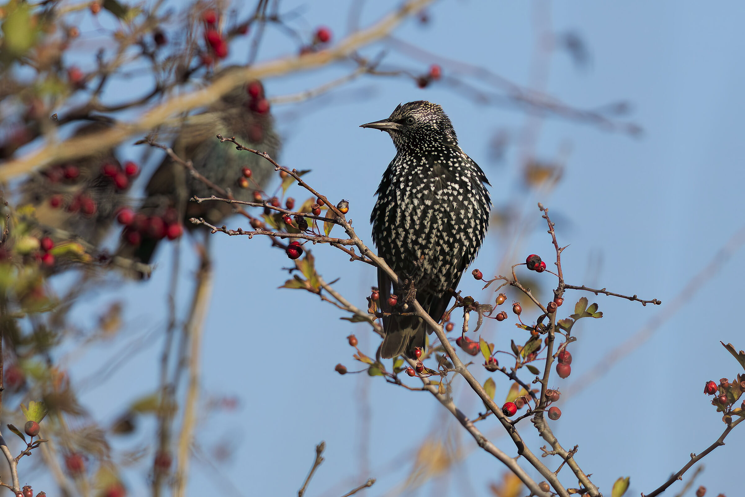 Common starling