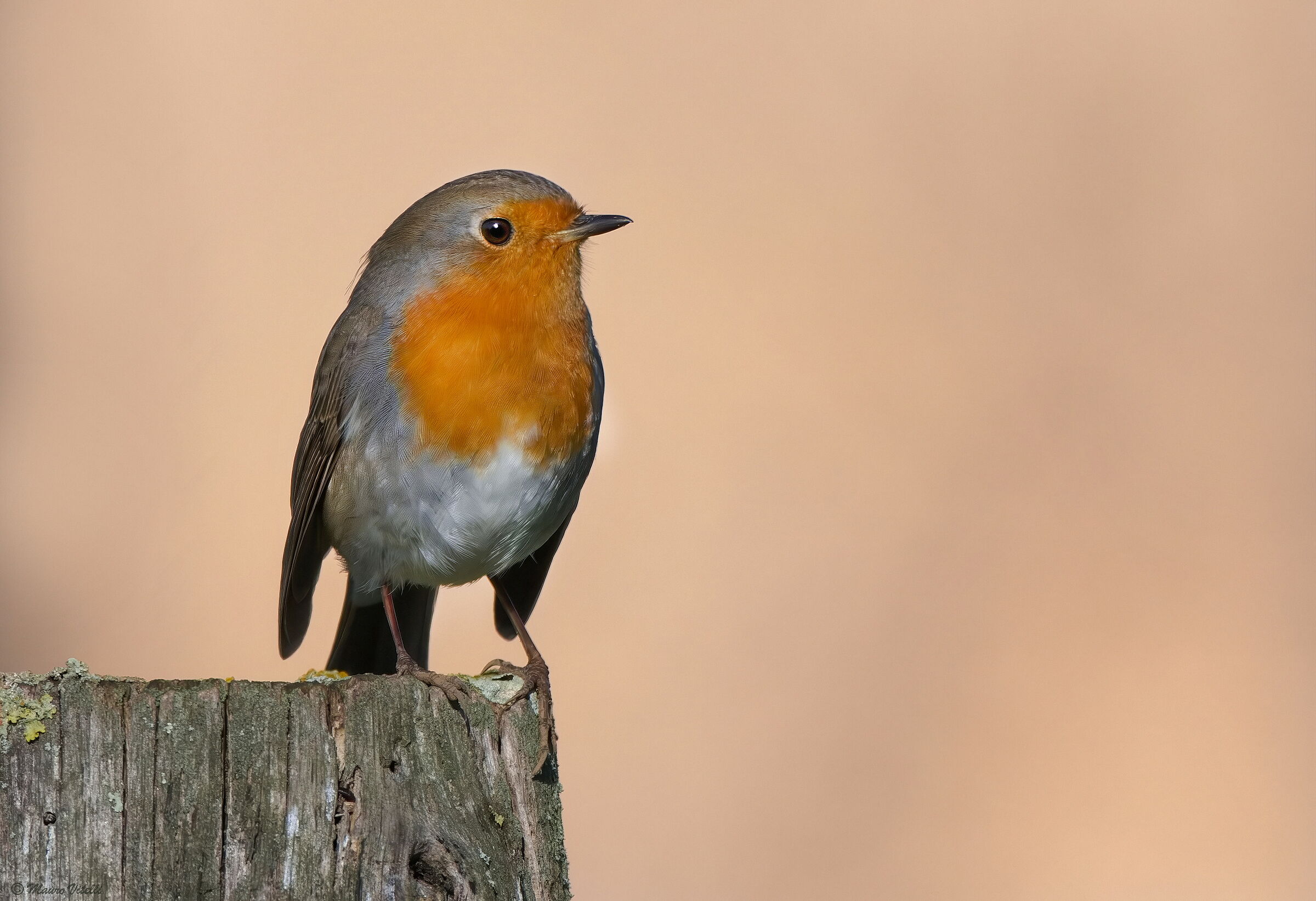 Robin (Erithacus rubecula)