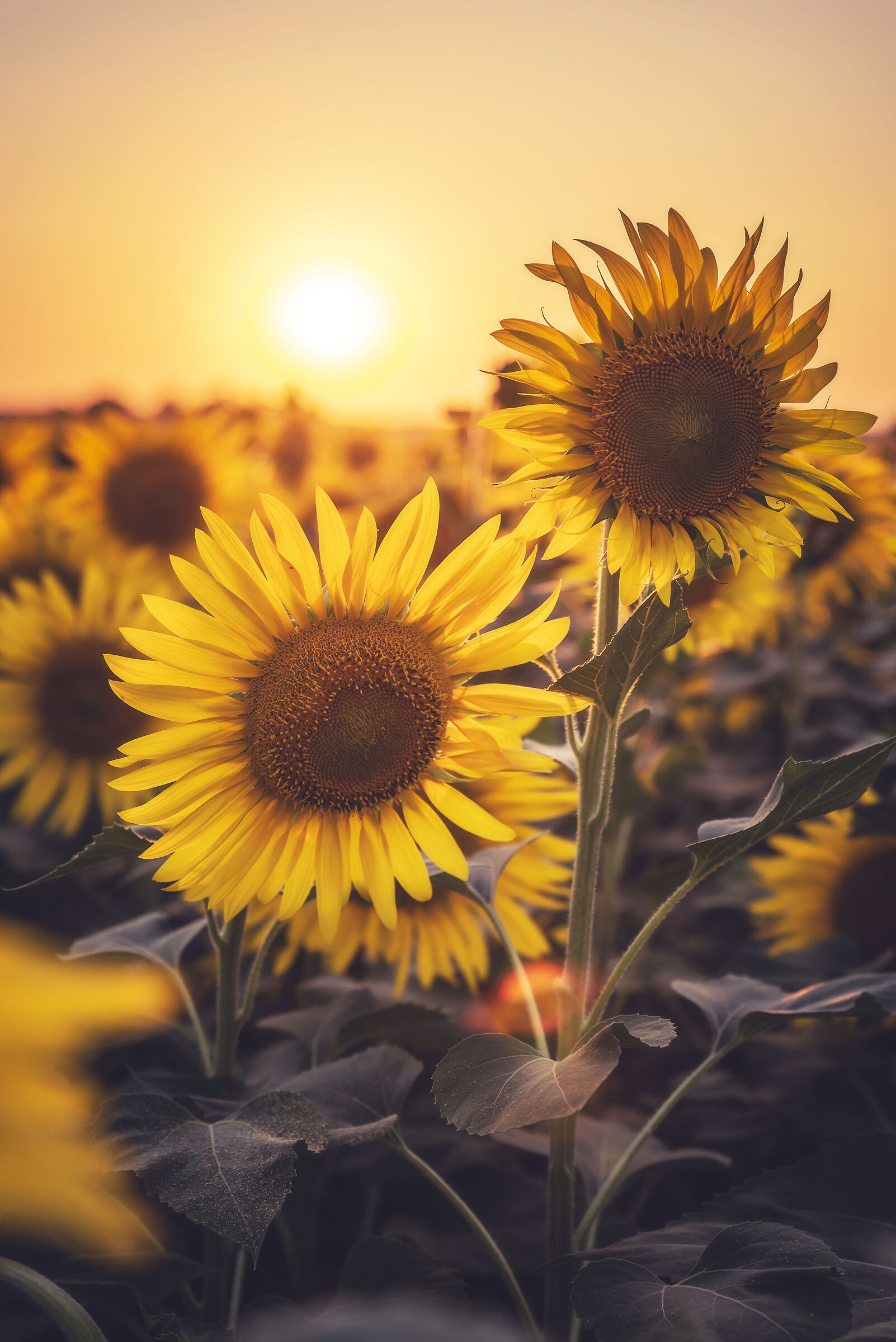 Ritratto ai girasoli