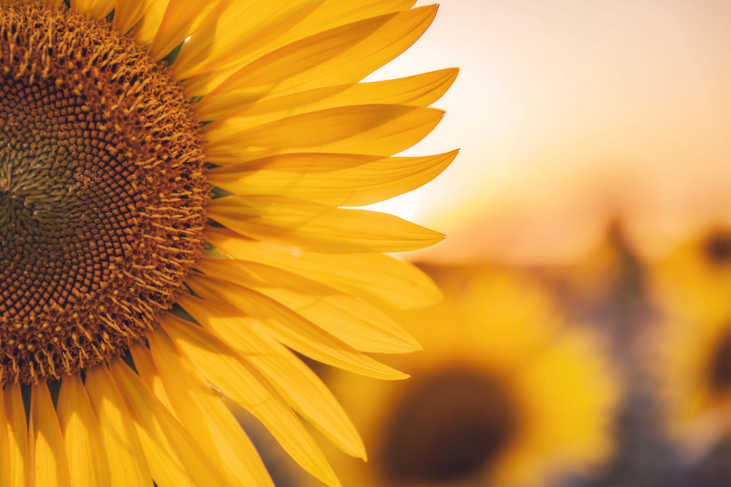 Sunflower portrait