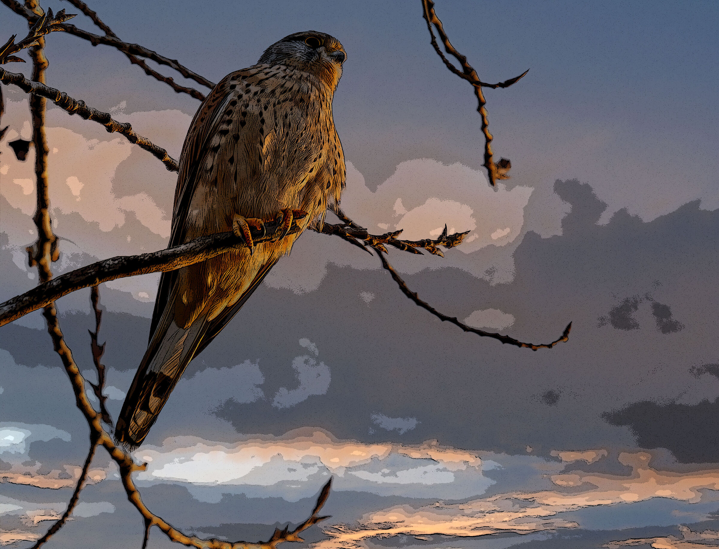 Falco Tinnunculus