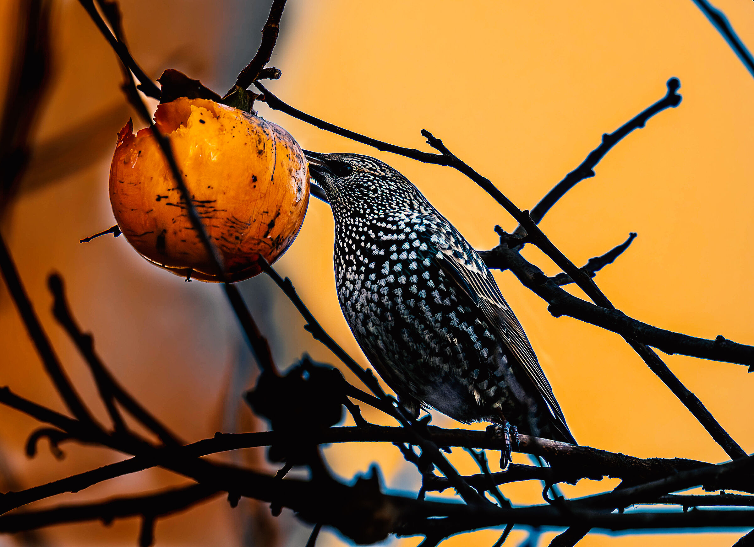 Sturnus Vulgaris