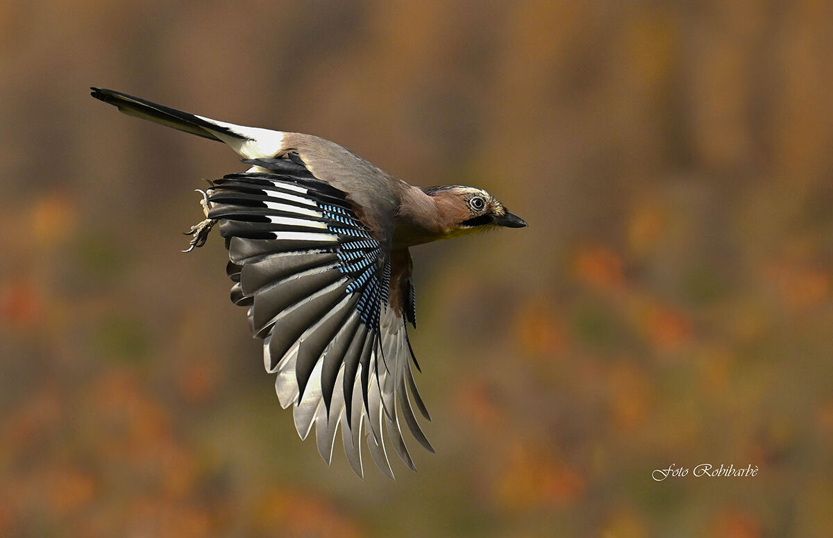 Ghiandaia in volo d'autunno...