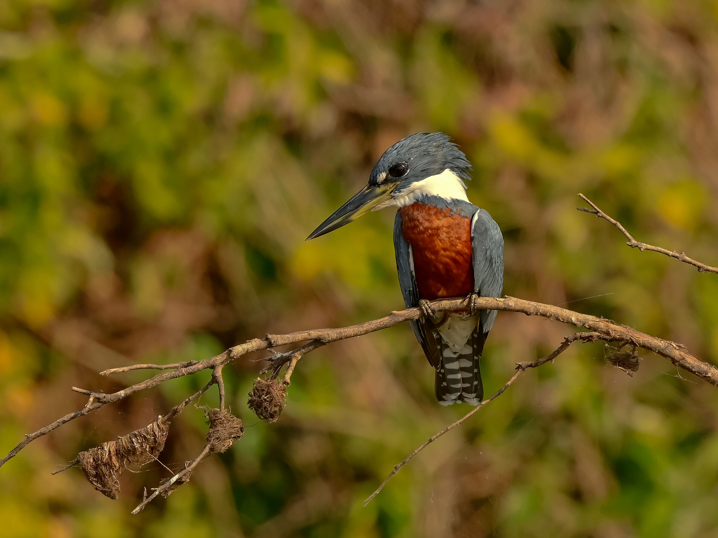 A Pantanal martin