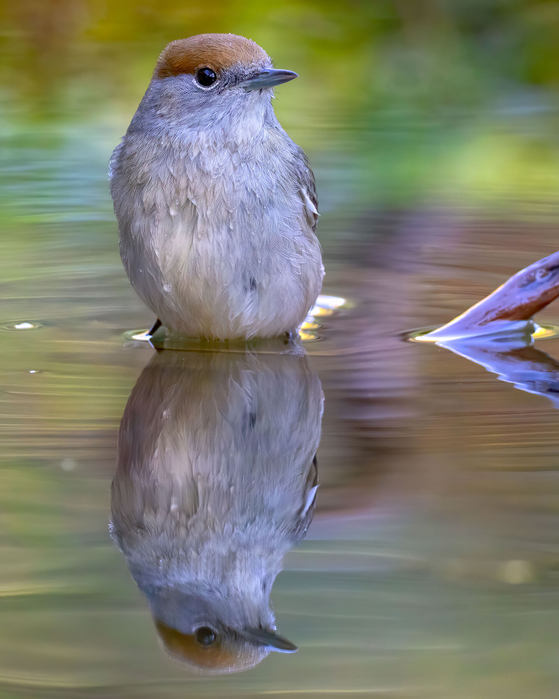 Blackcap