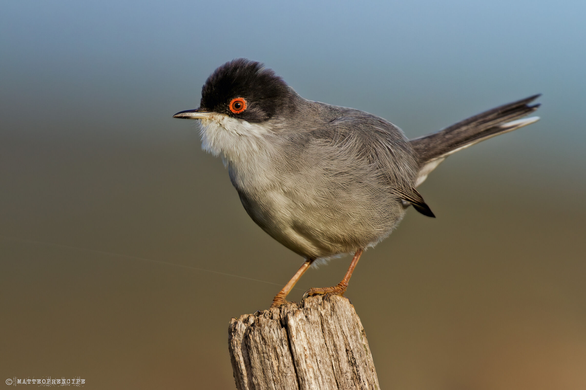 Sardinian warbler