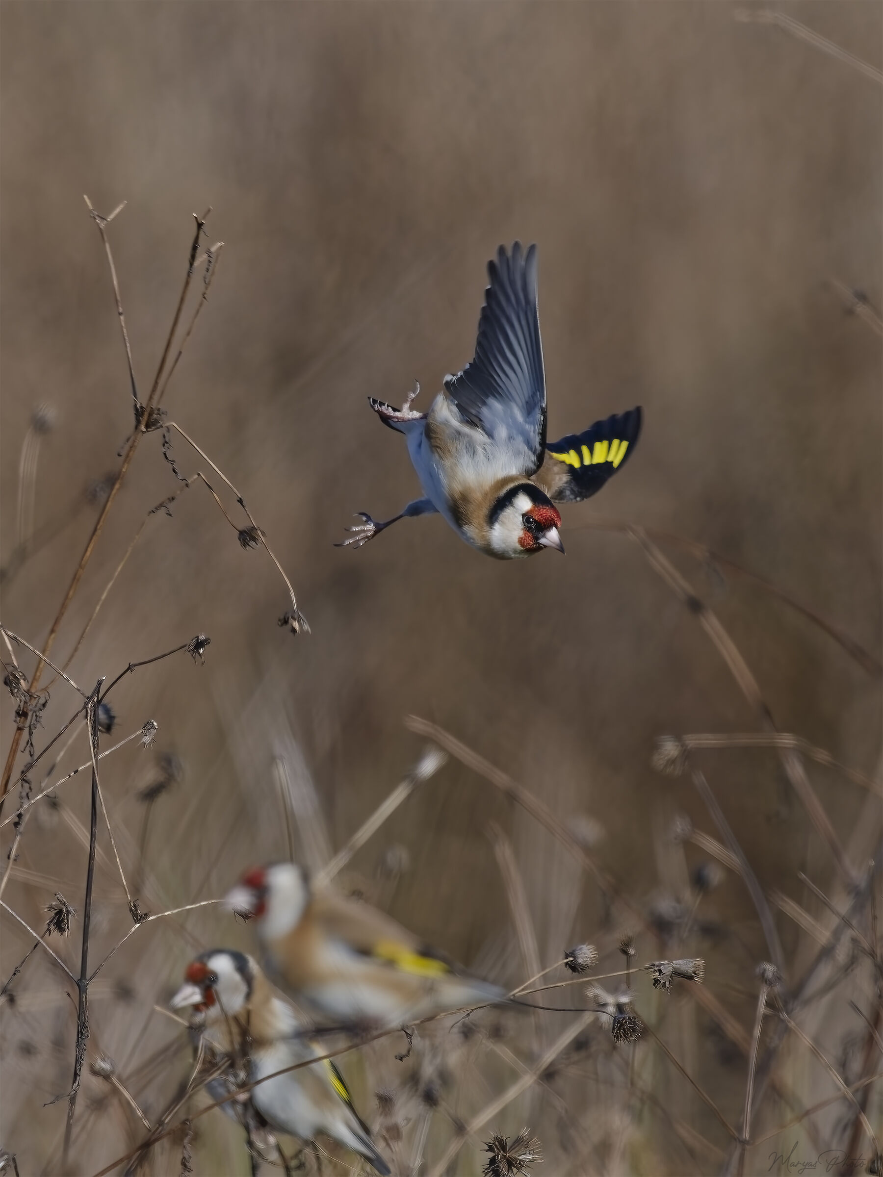 Goldfinch