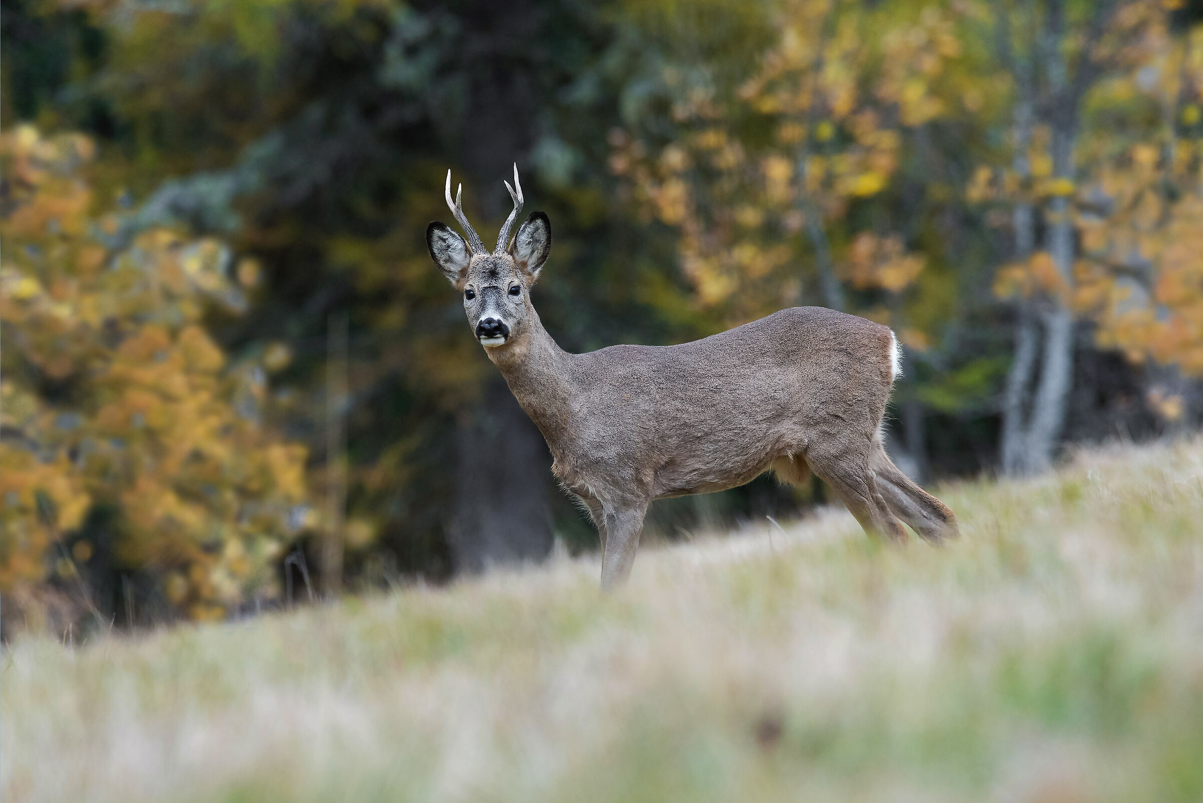 Capriolo. Muta autunnale