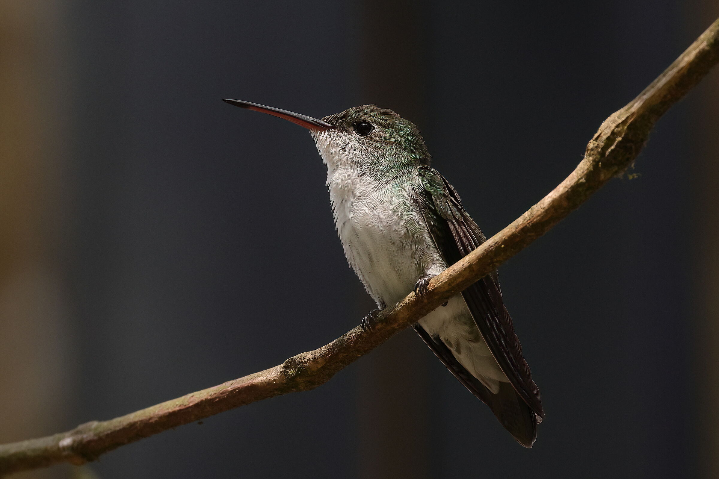 Colibri verde-bianco