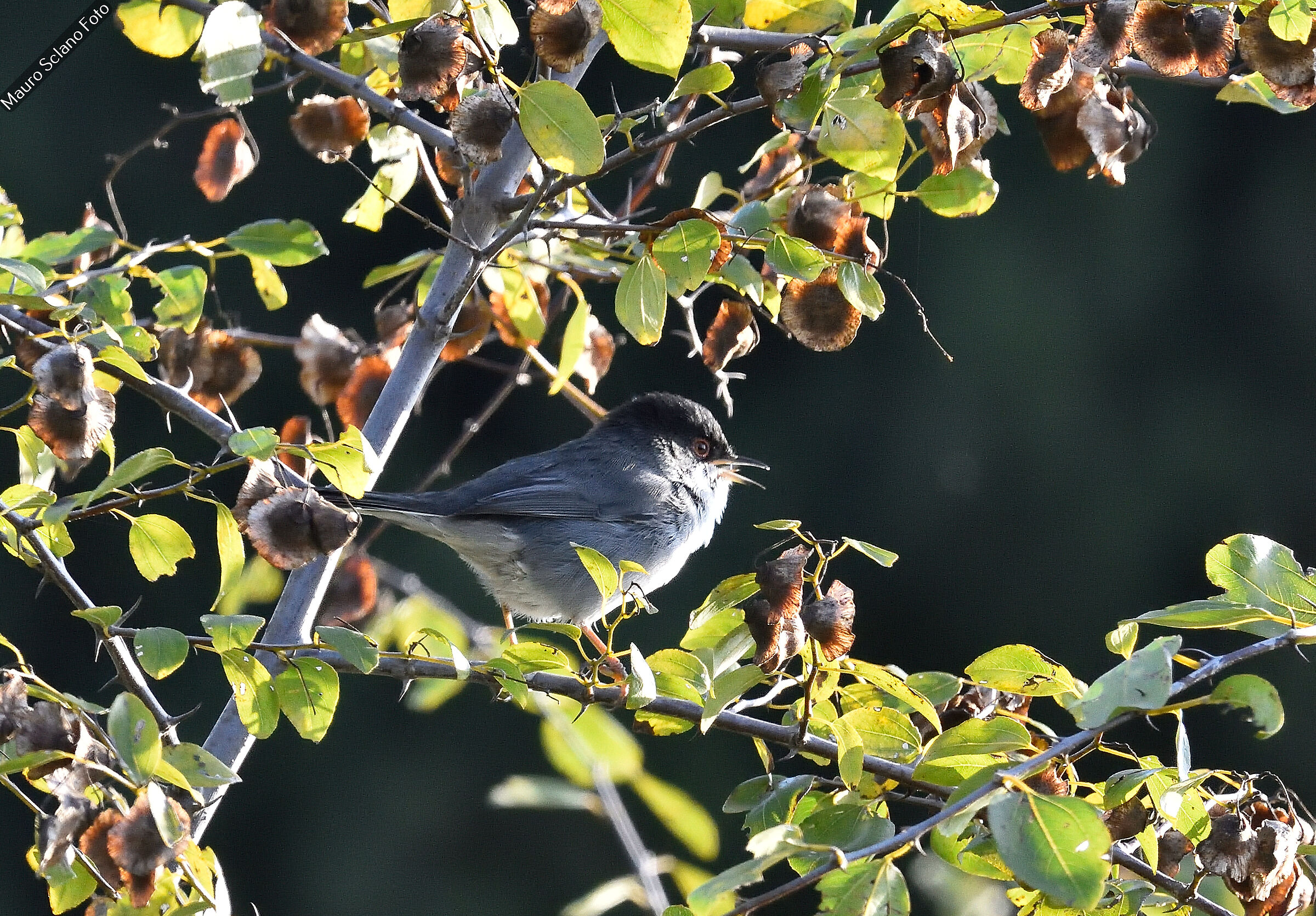 Sardinian warbler