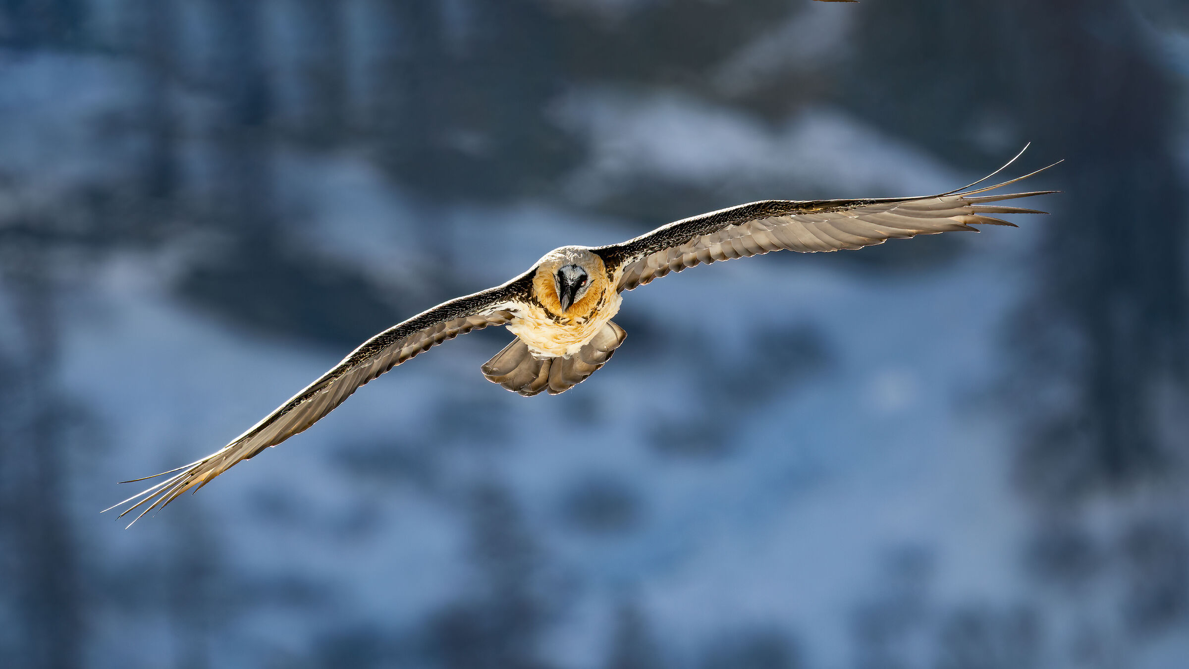 Gypaetus barbatus - Gran Paradiso National Park