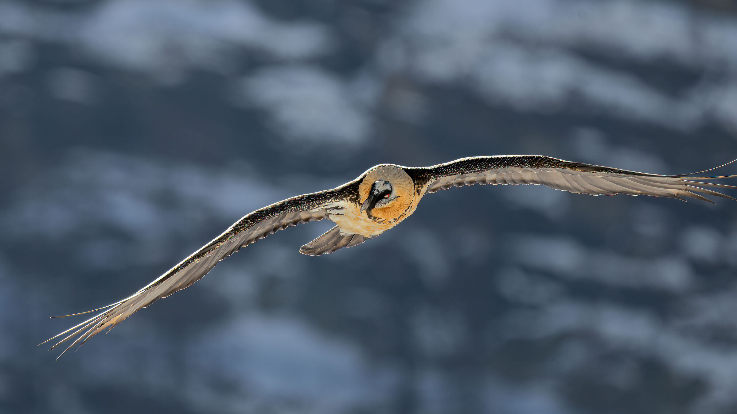 Gypaetus barbatus - Gran Paradiso National Park