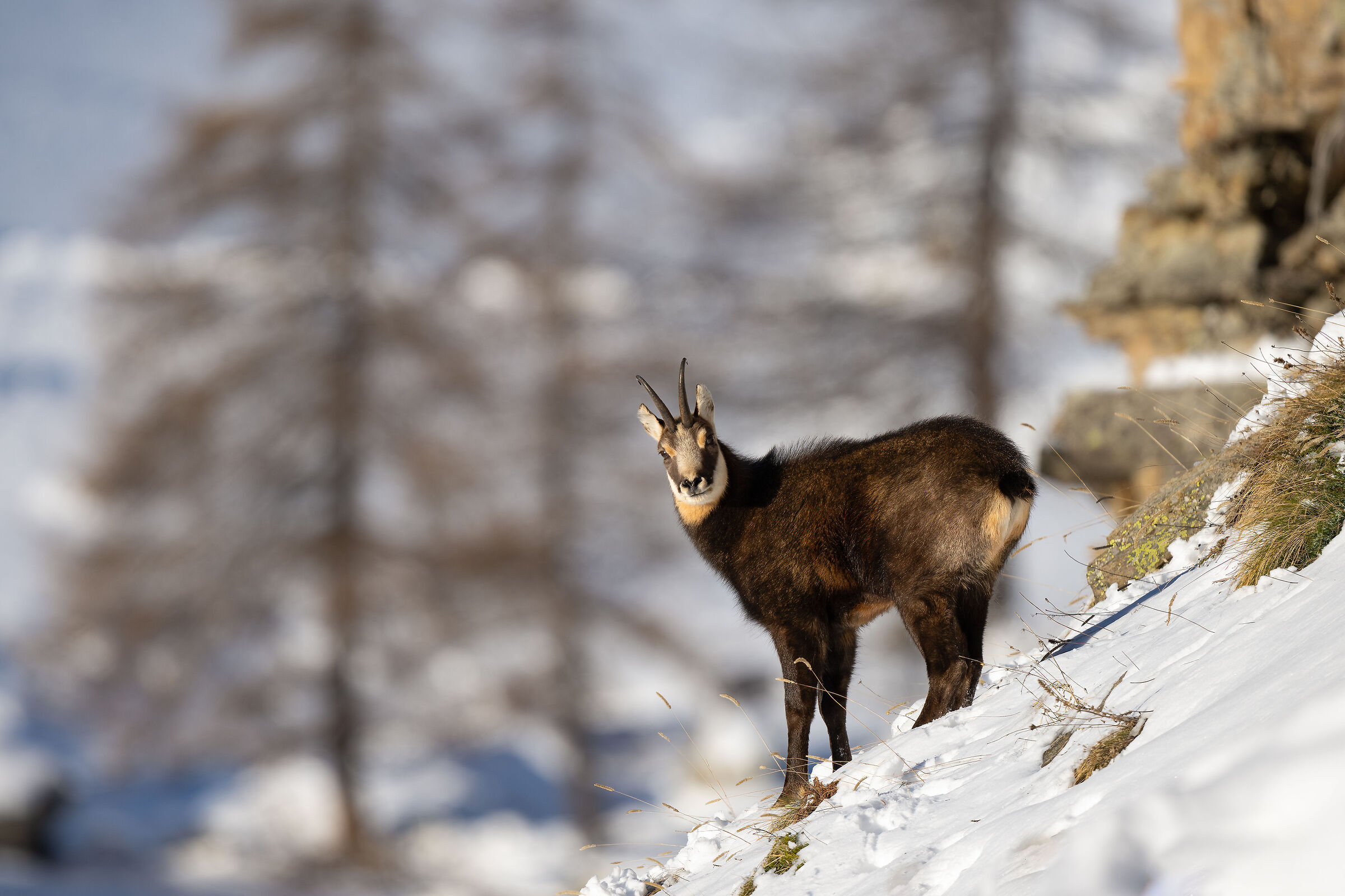 Chamois - Gran Paradiso National Park