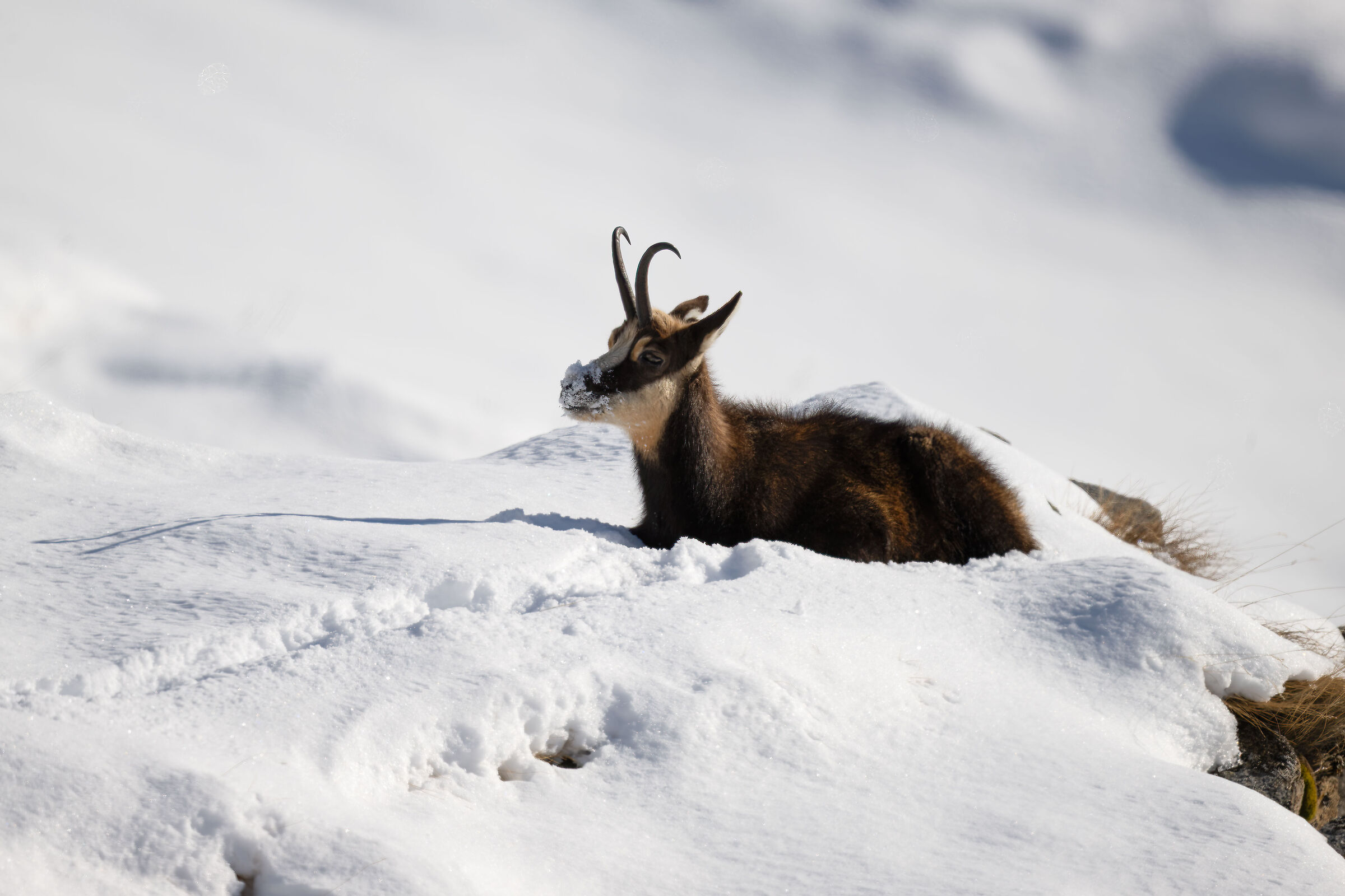 Chamois - Gran Paradiso National Park
