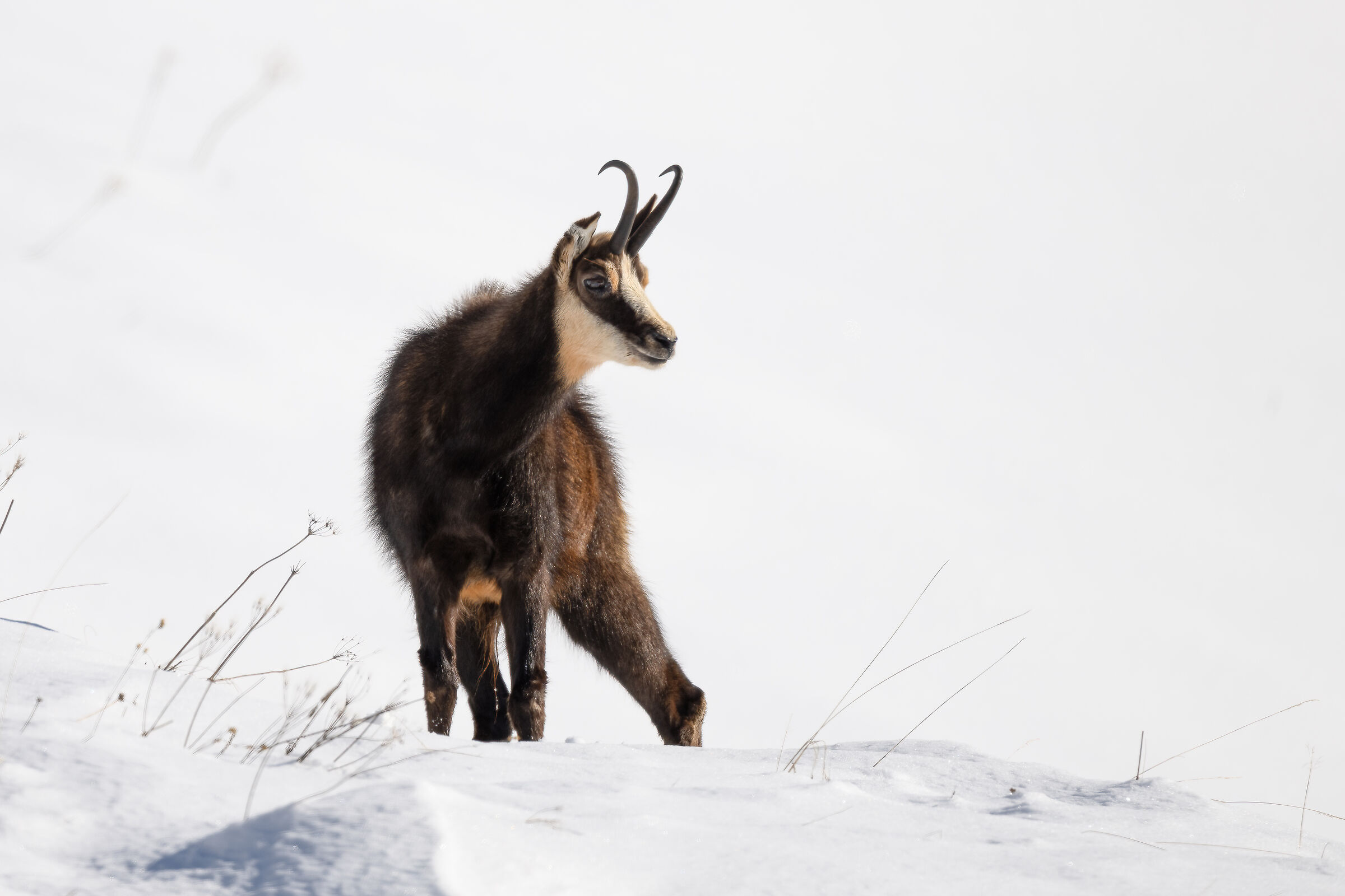Chamois - Gran Paradiso National Park