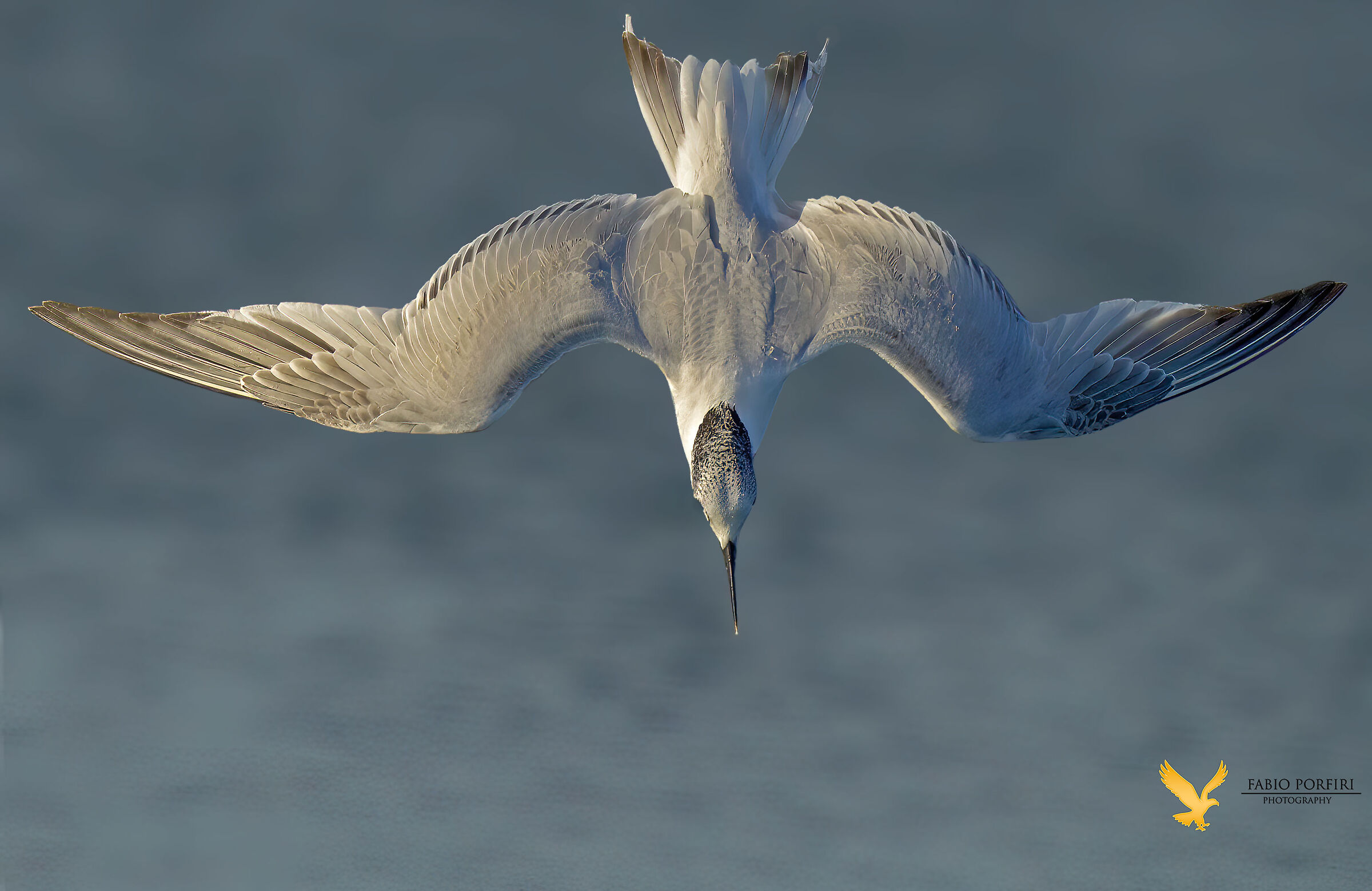In picchiata a una velocità pazzesca