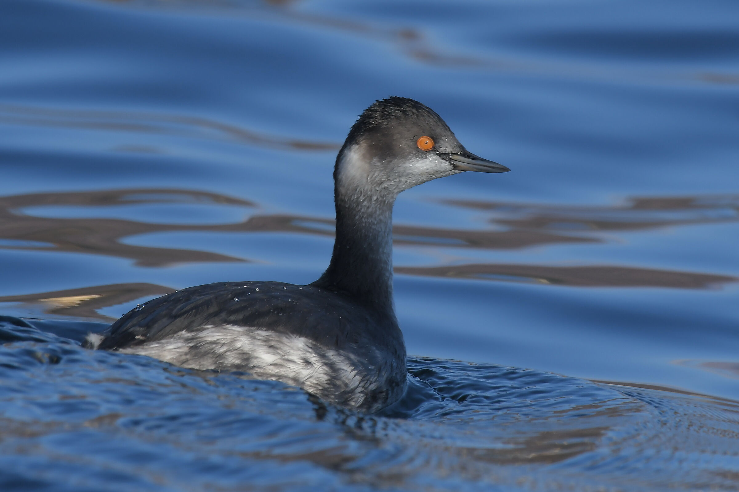 Podiceps nigricollis
